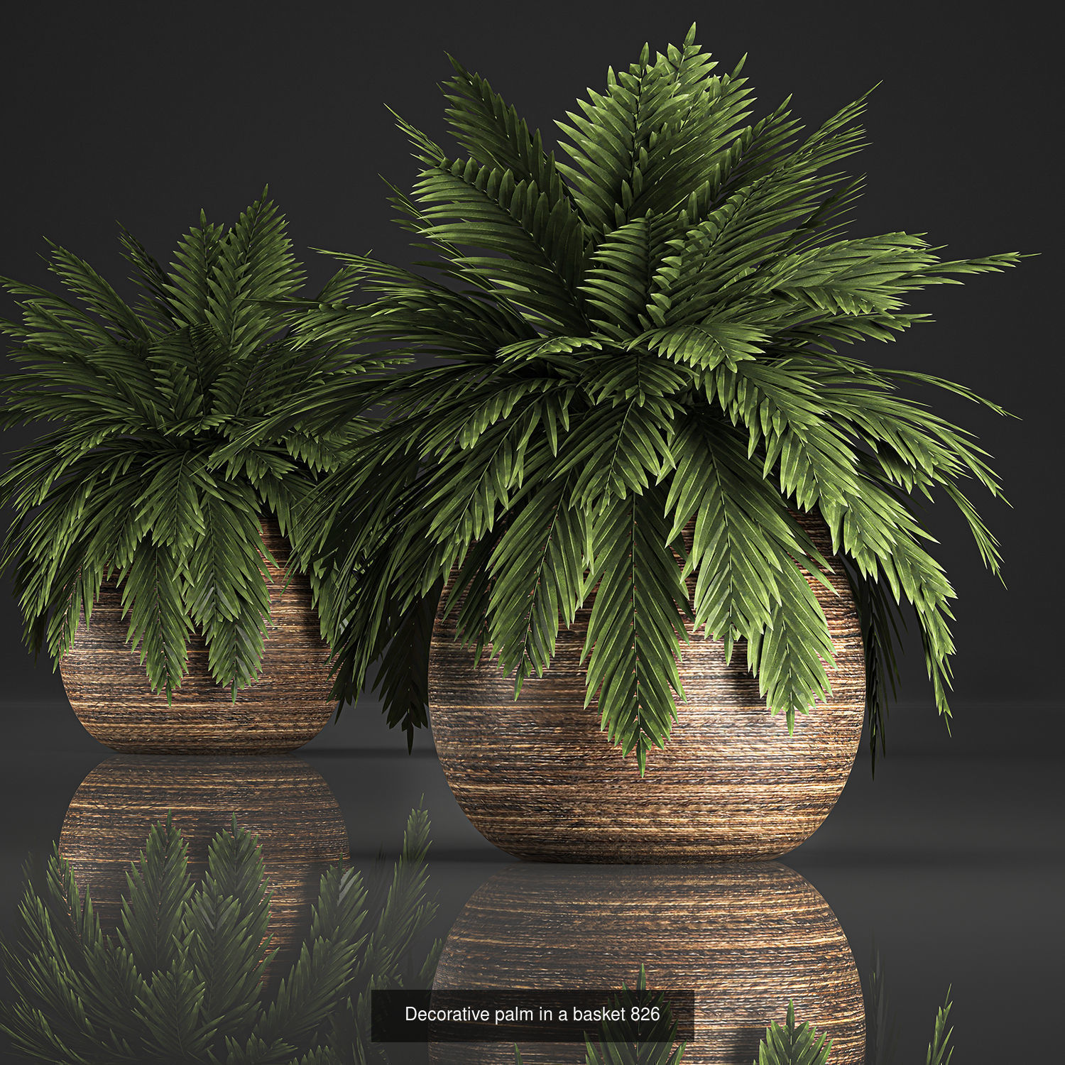 Collection of plants in pots for street and interior decor _68