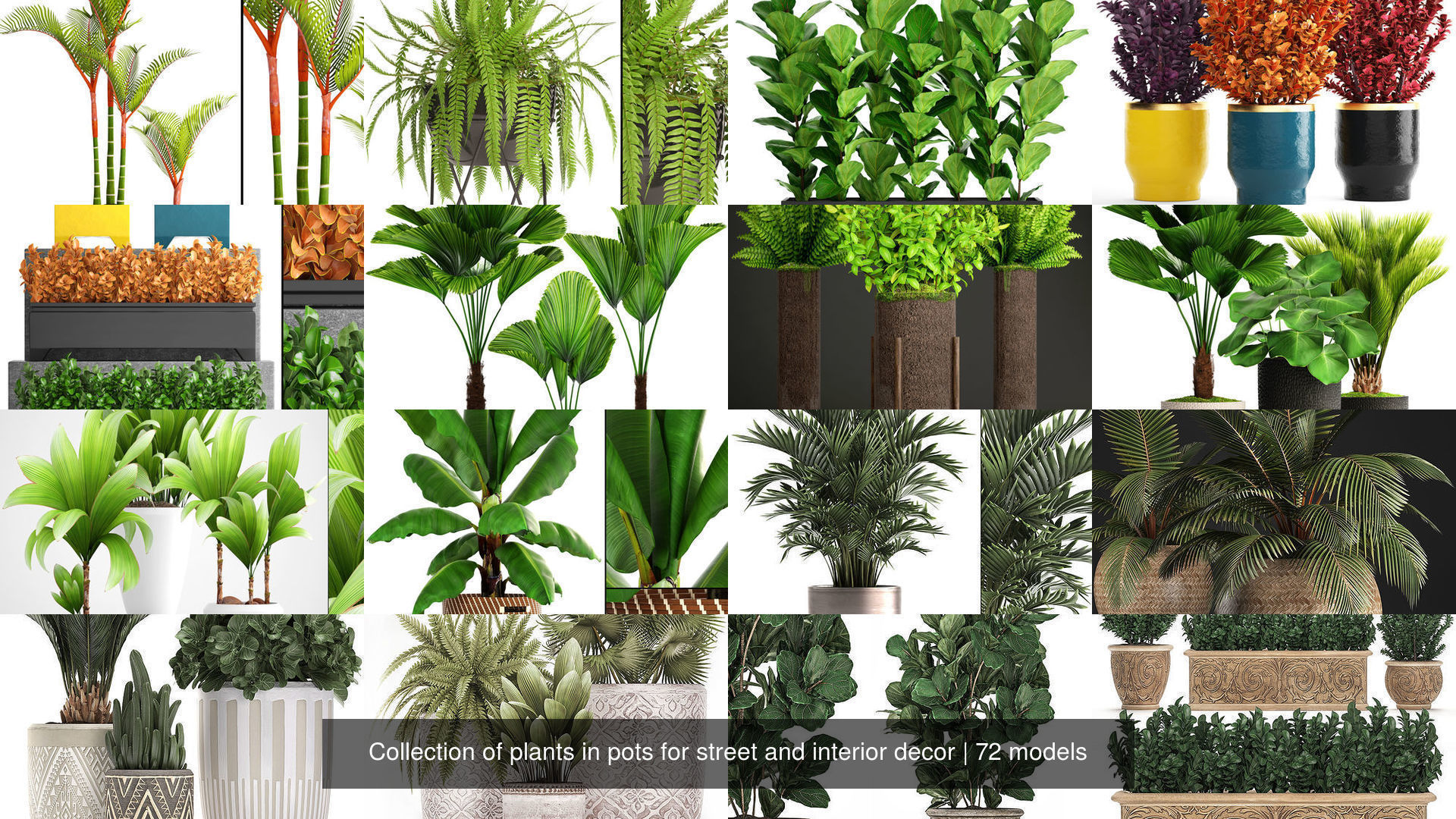 Collection of plants in pots for street and interior decor _3