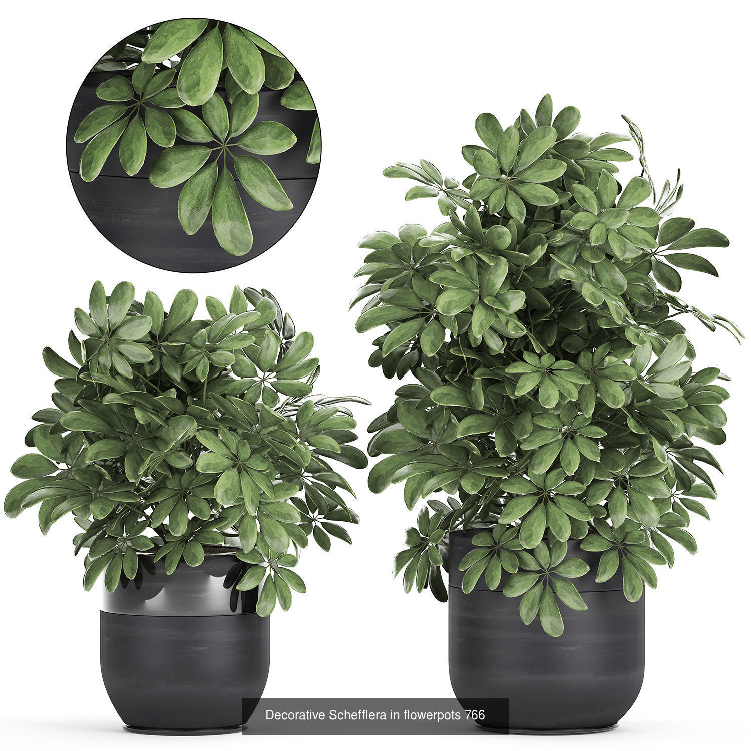 Collection of plants in pots for street and interior decor _63