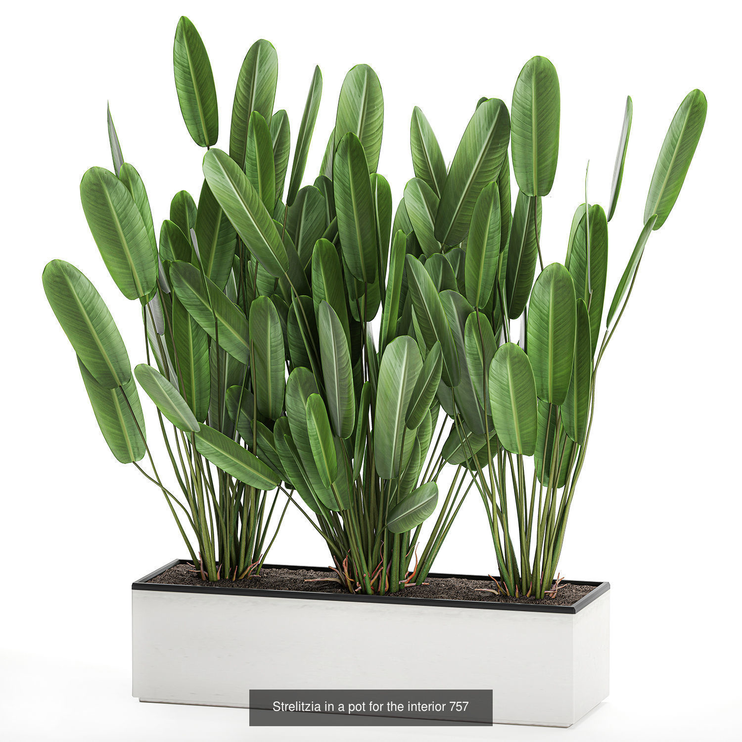 Collection of plants in pots for street and interior decor _62