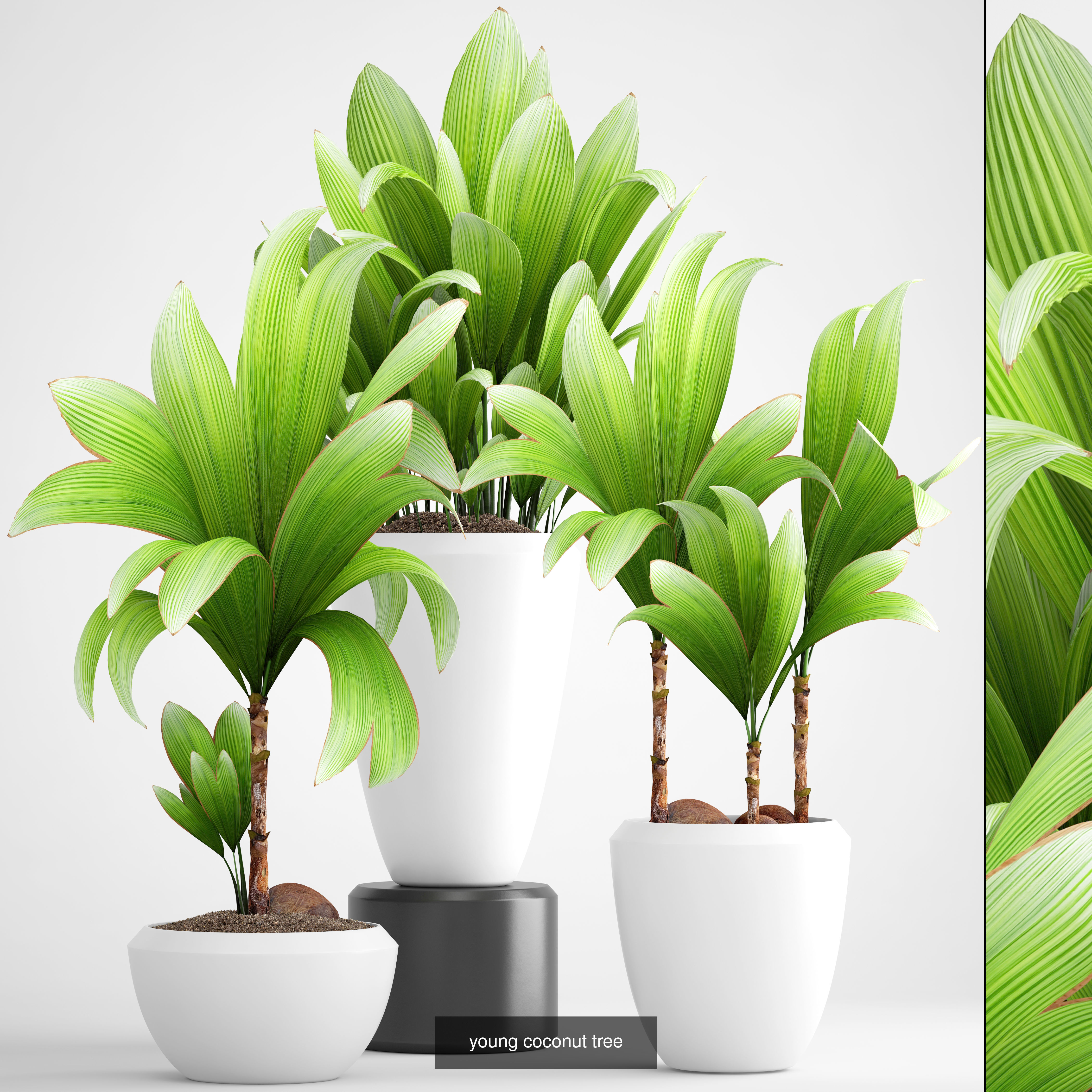 Collection of plants in pots for street and interior decor _33