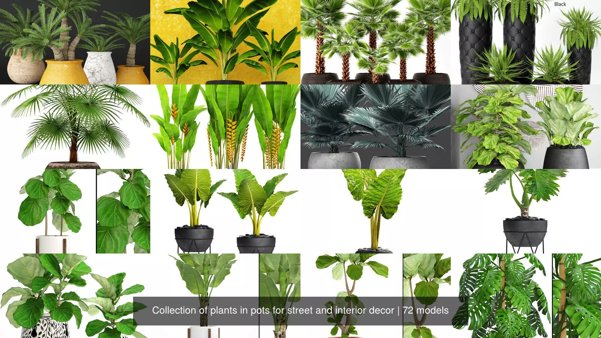 Collection of plants in pots for street and interior decor _1