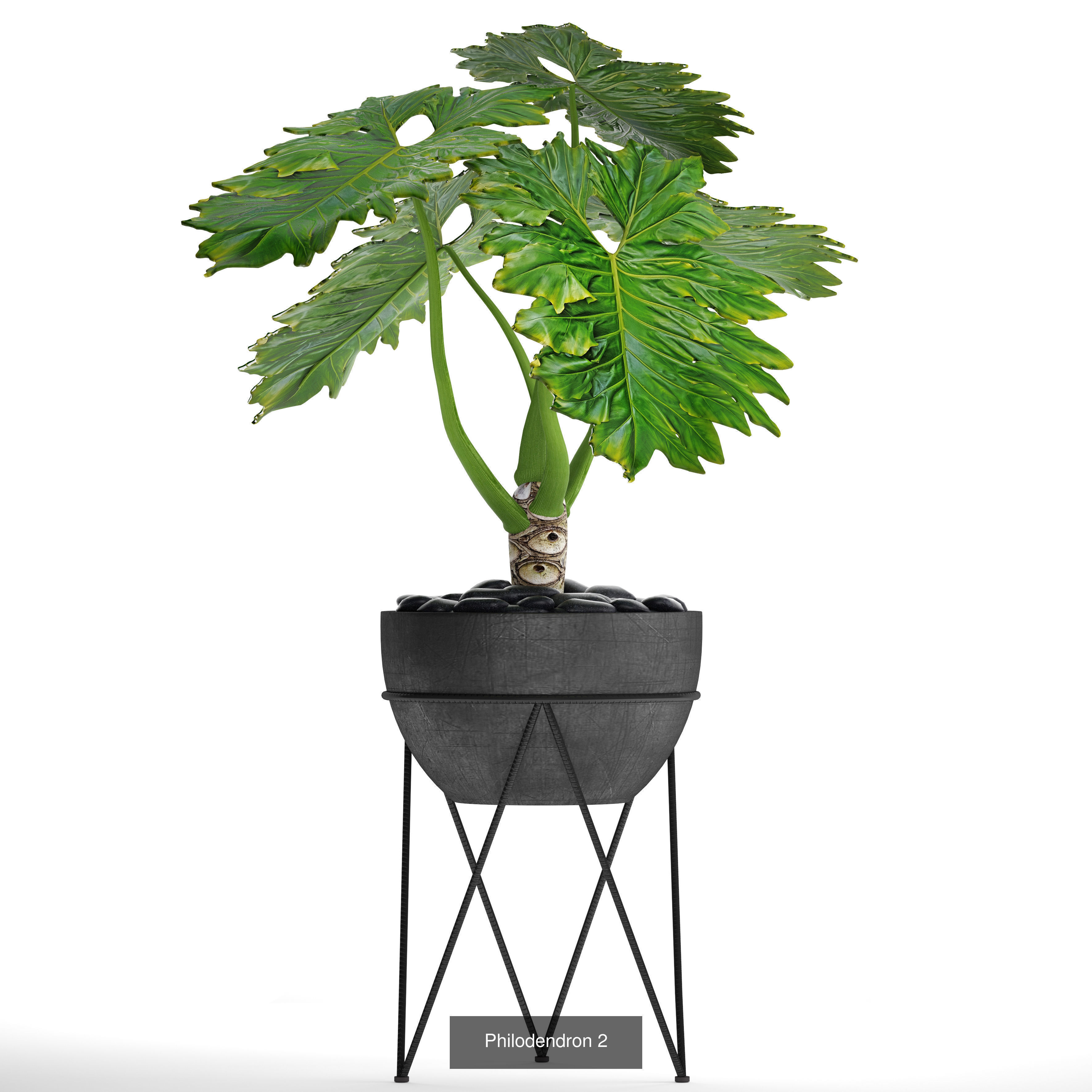 Collection of plants in pots for street and interior decor _20