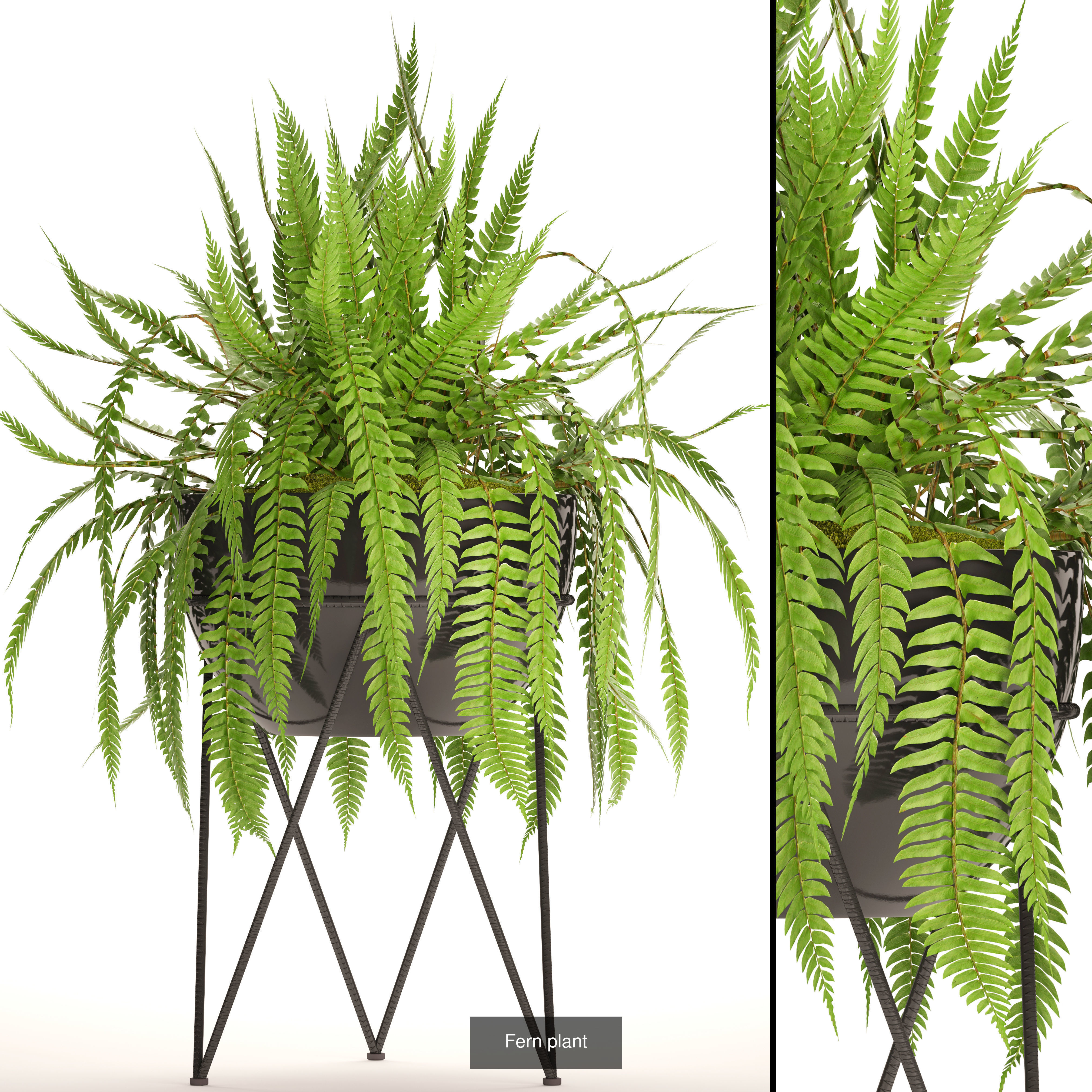 Collection of plants in pots for street and interior decor _26