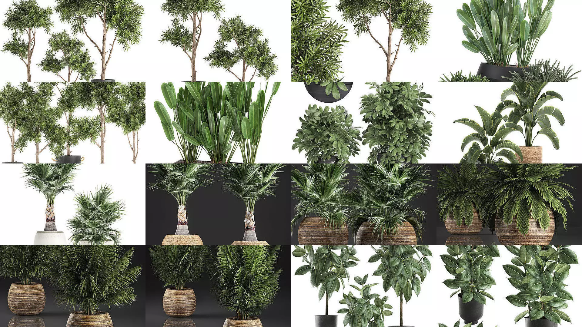 Collection of plants in pots for street and interior decor _0