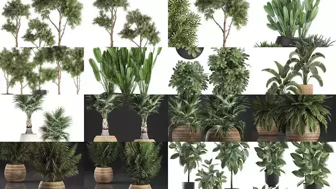 Collection of plants in pots for street and interior decor 