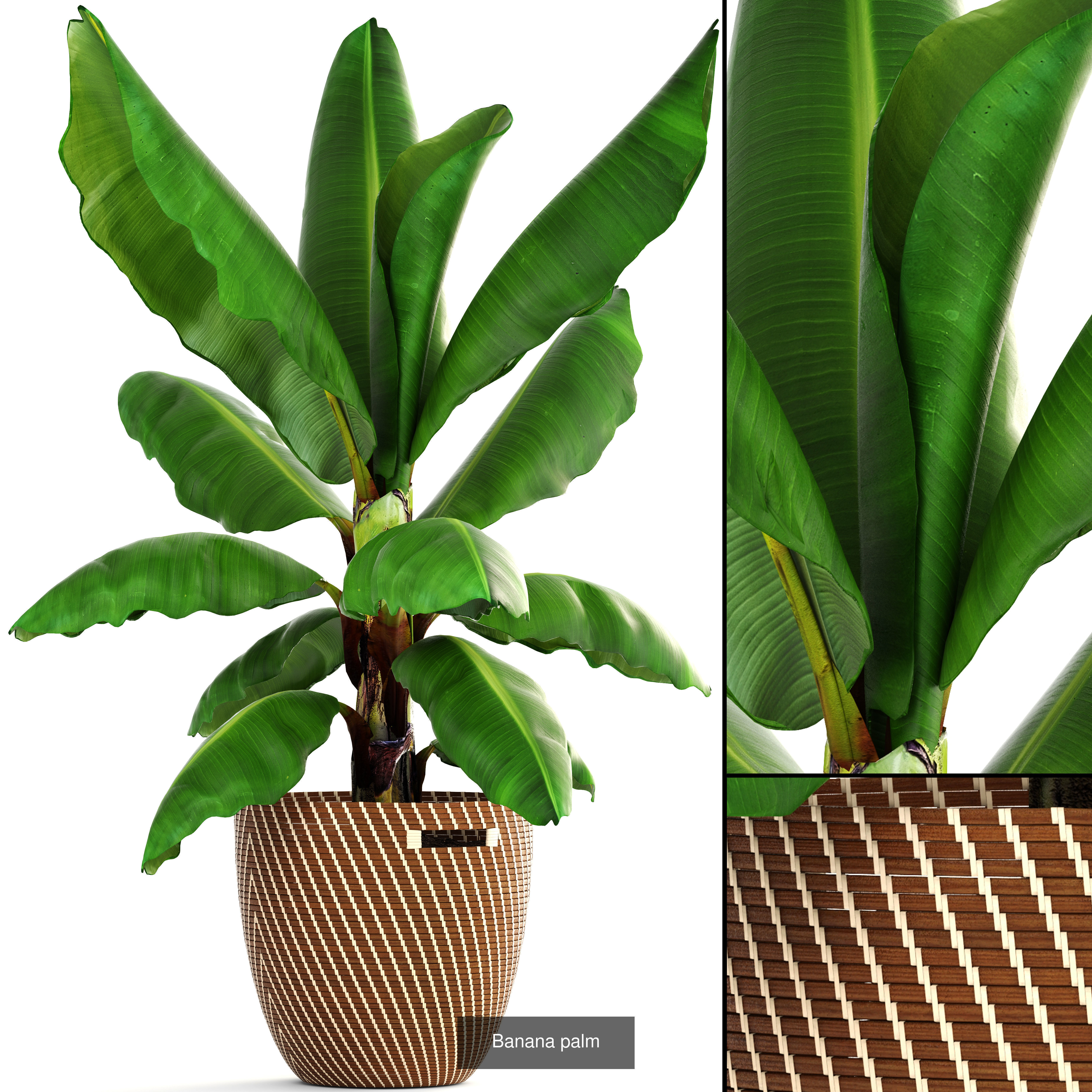 Collection of plants in pots for street and interior decor _34