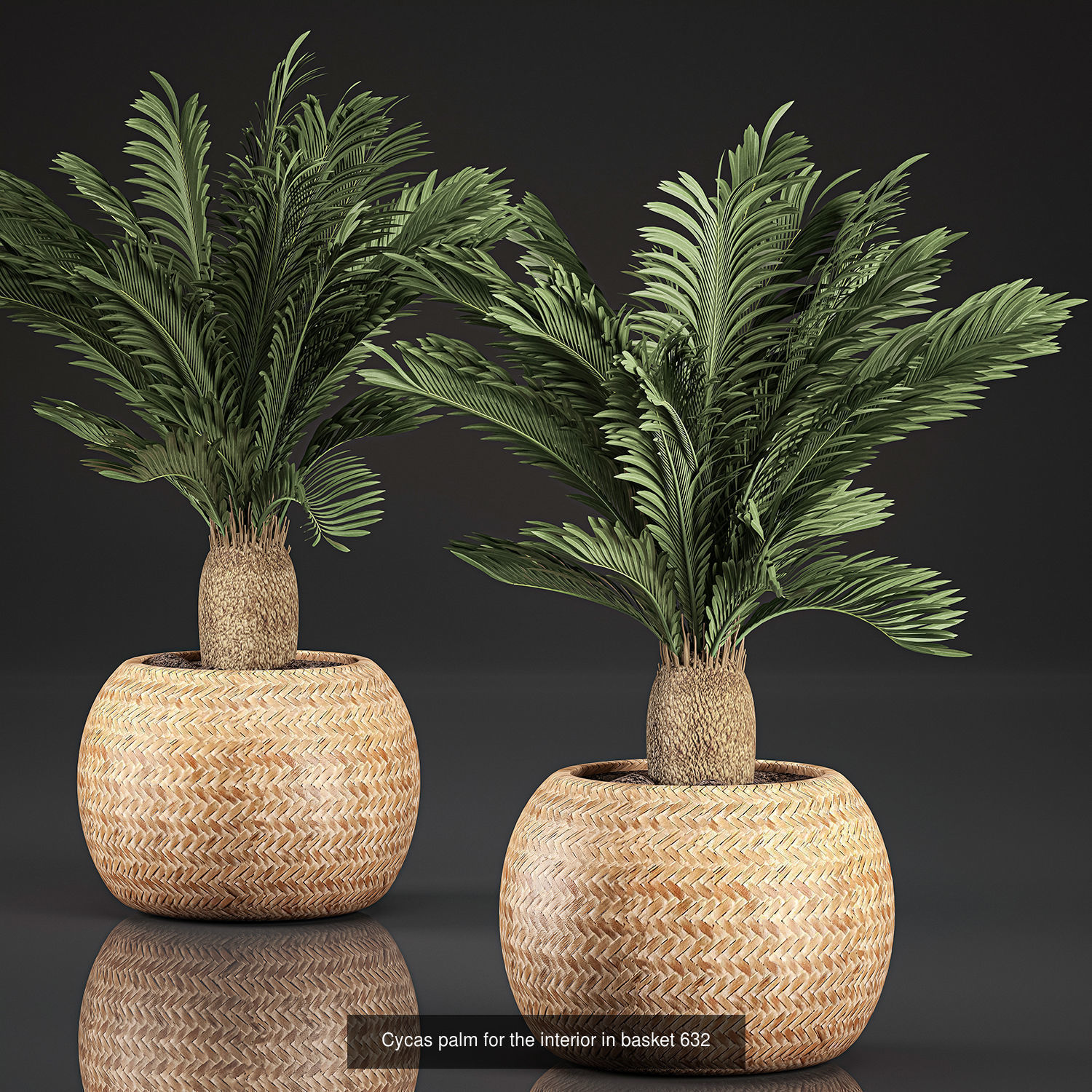 Collection of plants in pots for street and interior decor _52