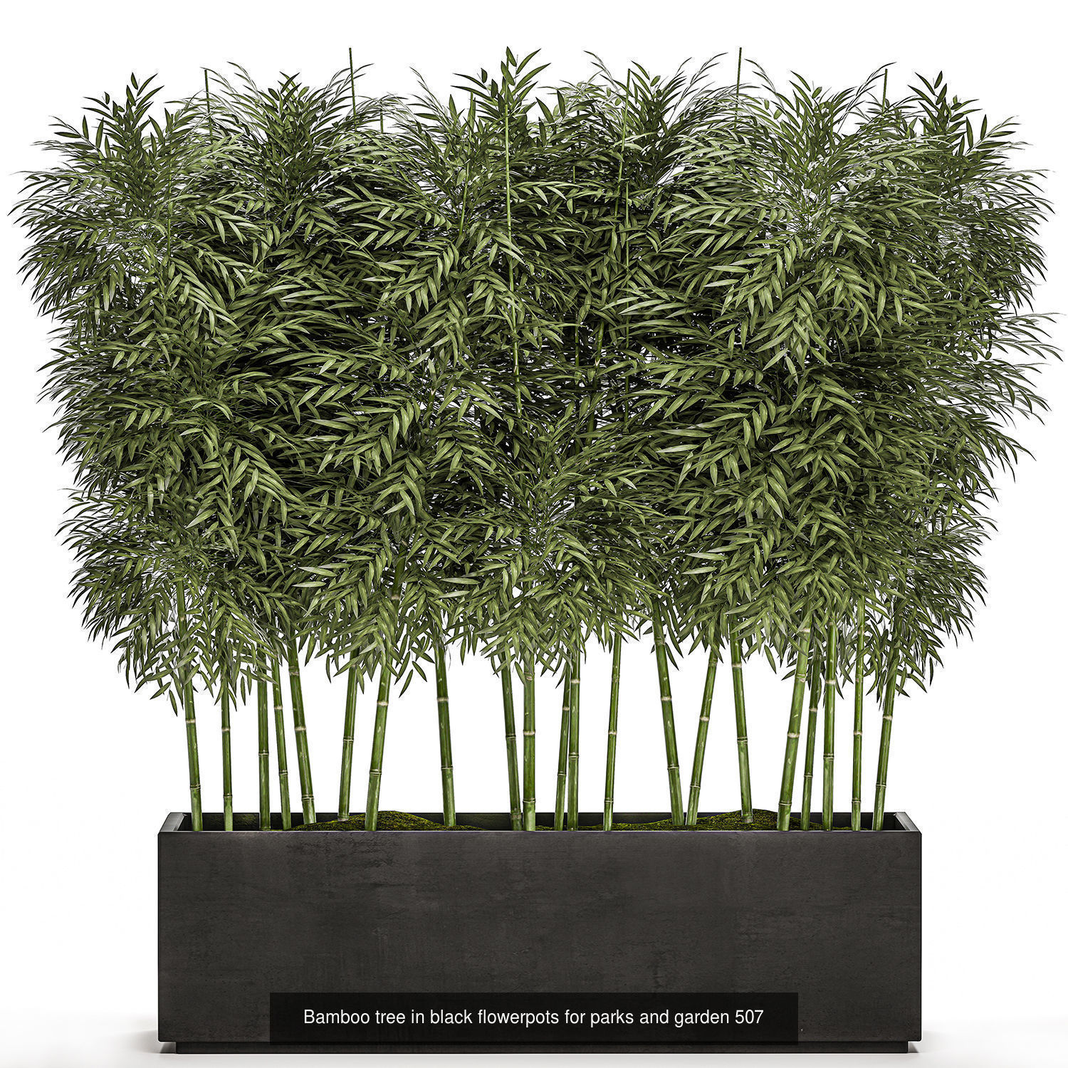 Collection of plants in pots for street and interior decor _41