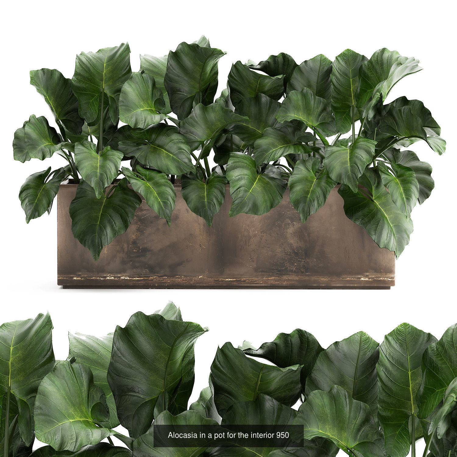 Collection of plants in pots for street and interior decor _79