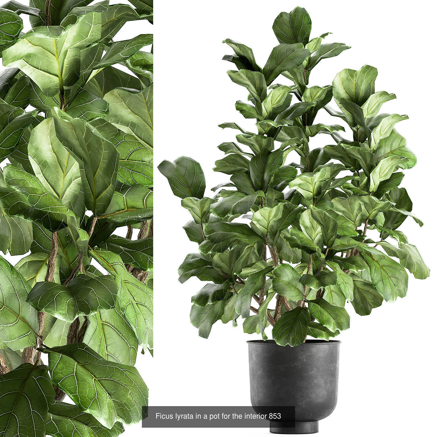 Collection of plants in pots for street and interior decor _73