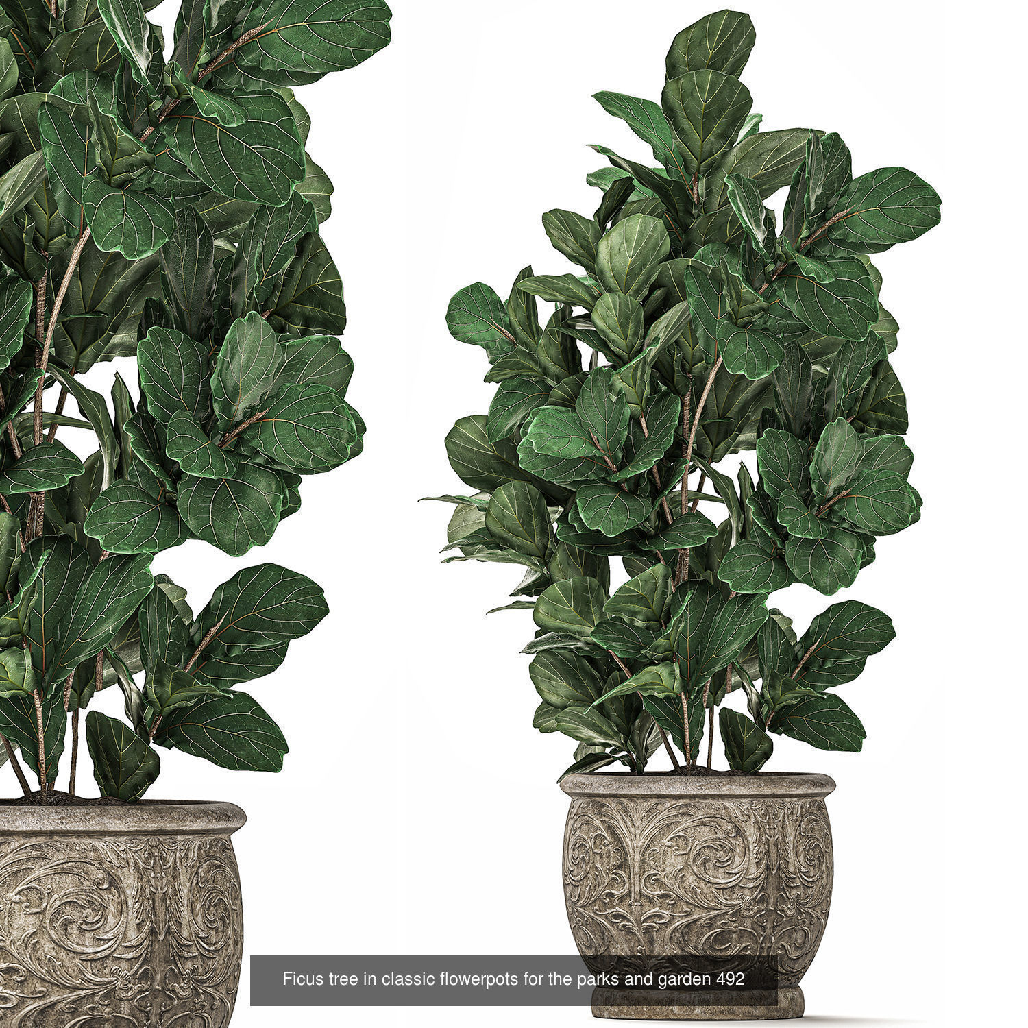 Collection of plants in pots for street and interior decor _39