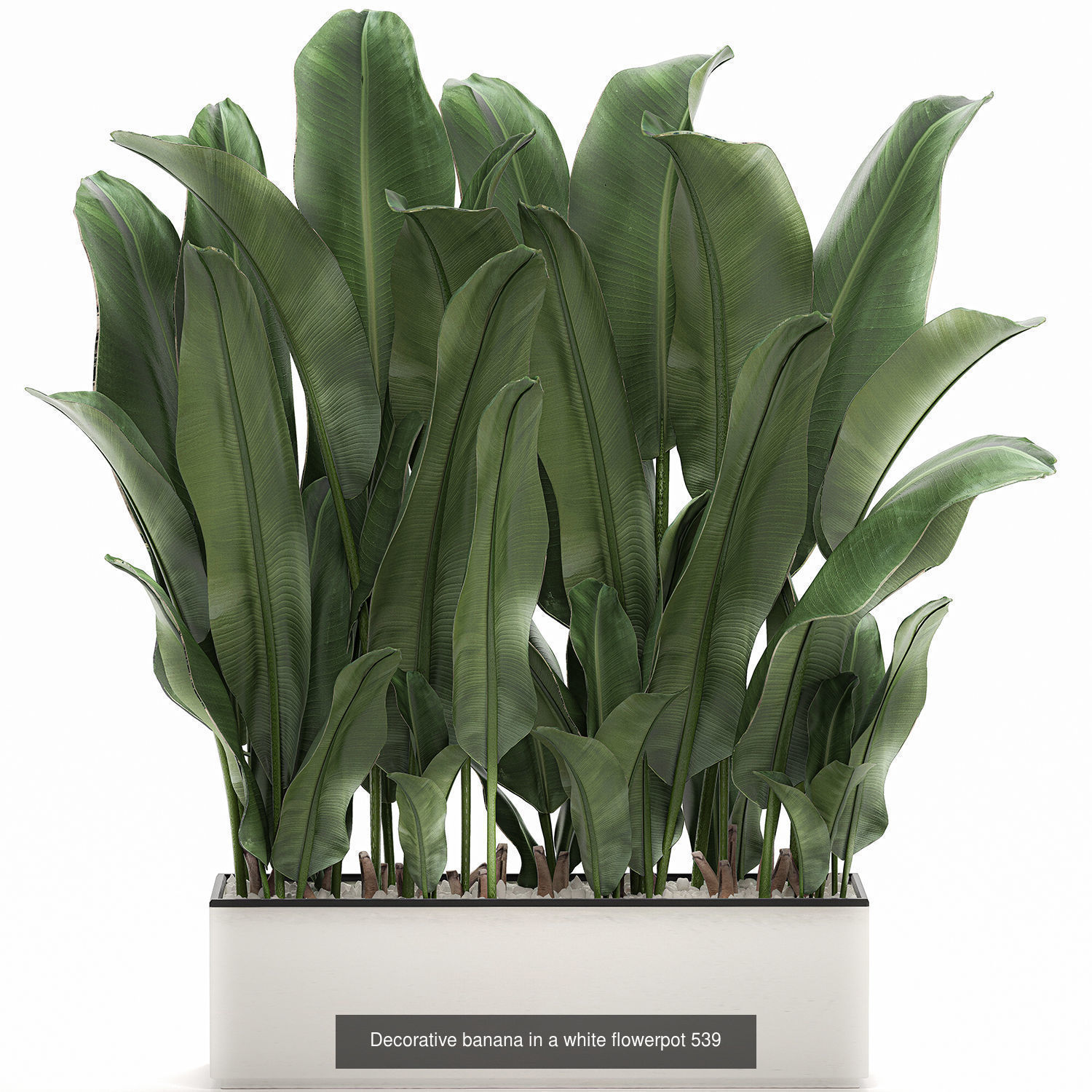 Collection of plants in pots for street and interior decor _42