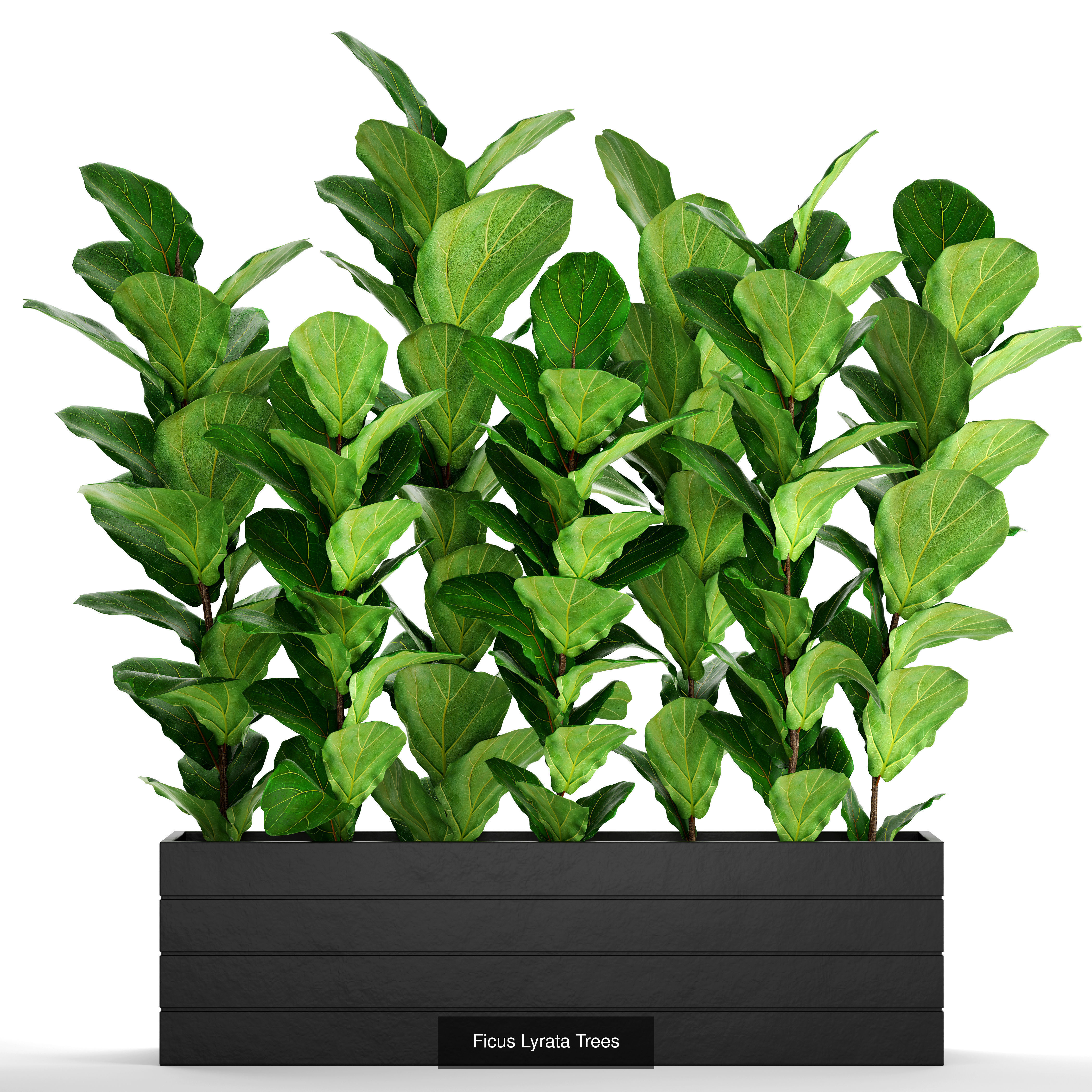 Collection of plants in pots for street and interior decor _27