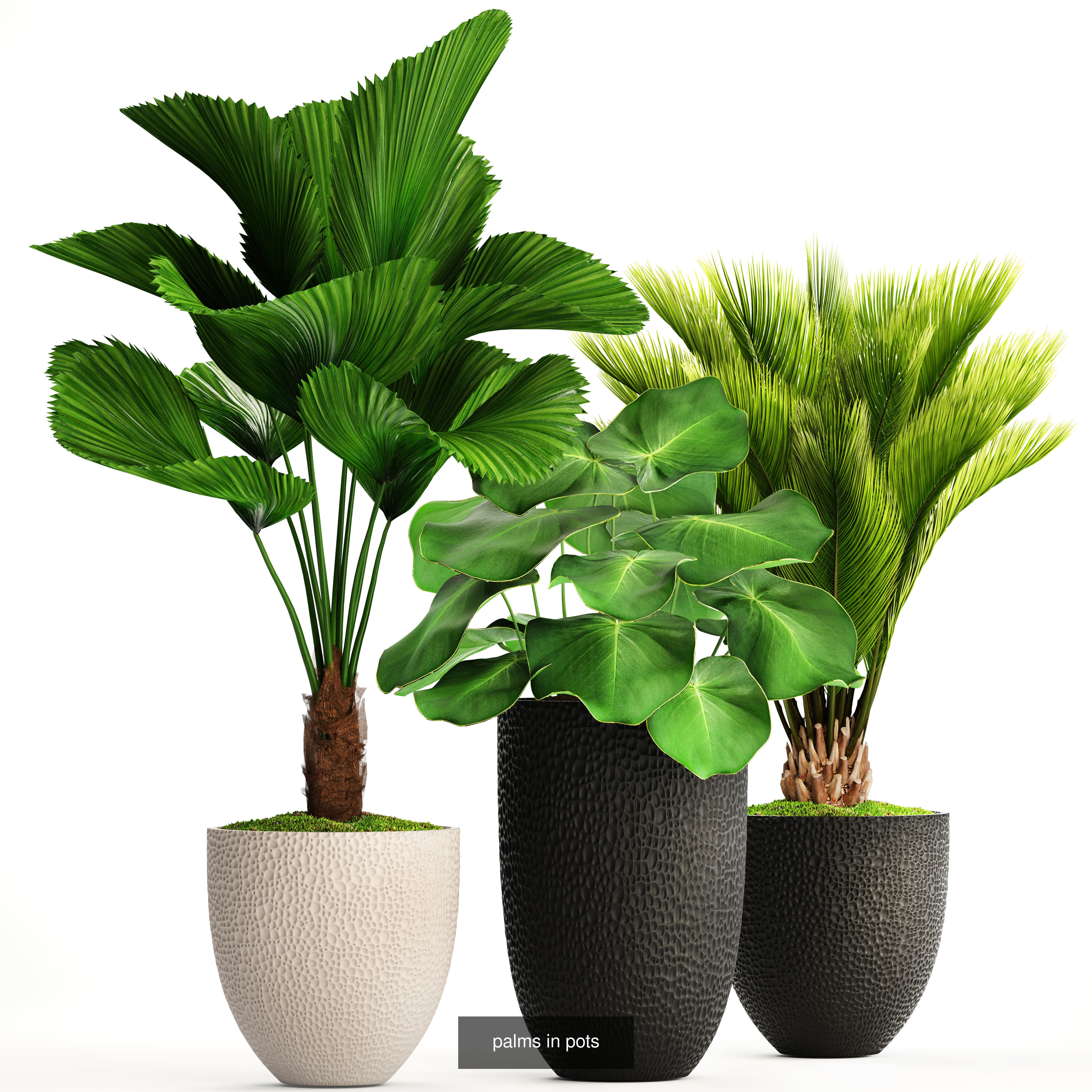 Collection of plants in pots for street and interior decor _32