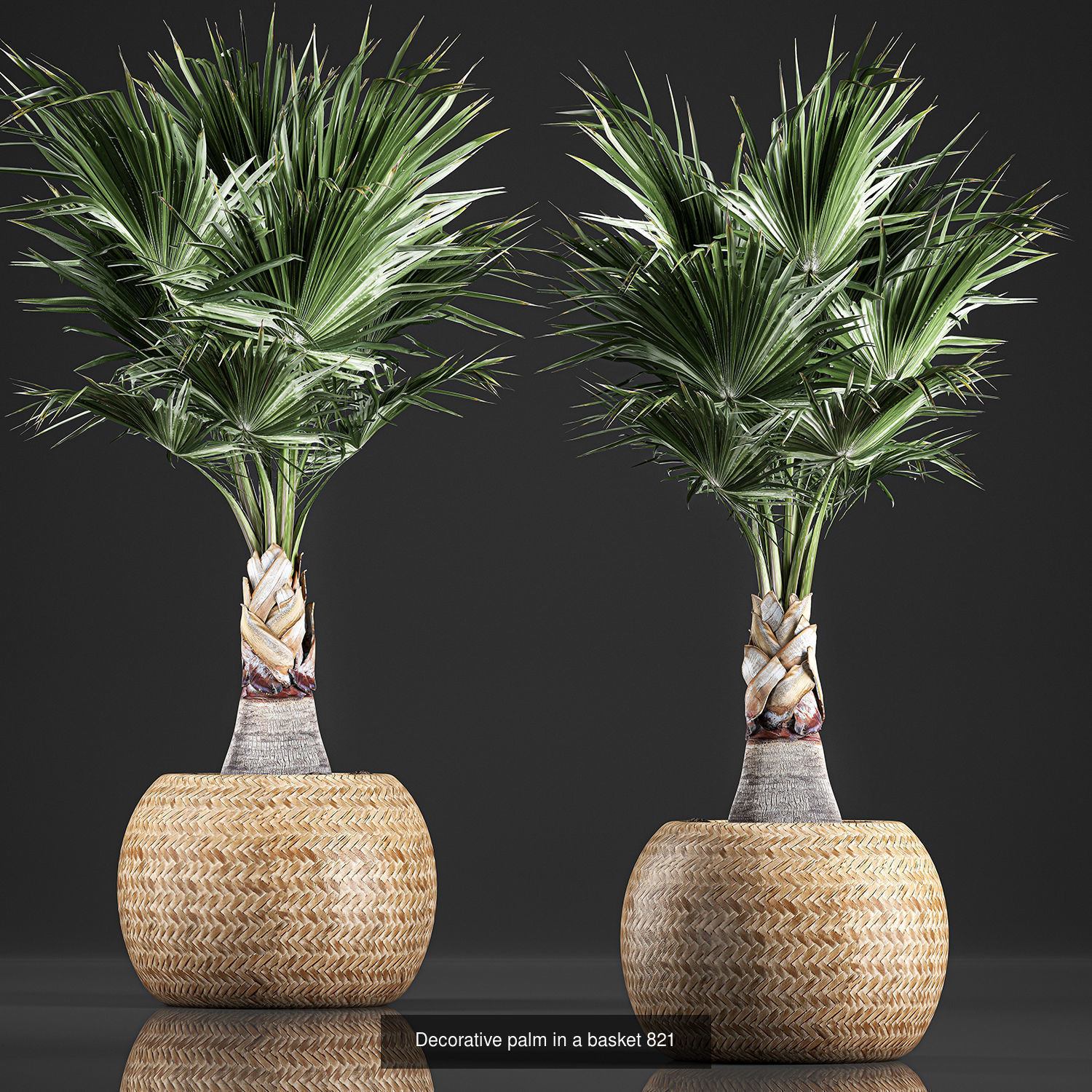 Collection of plants in pots for street and interior decor _66