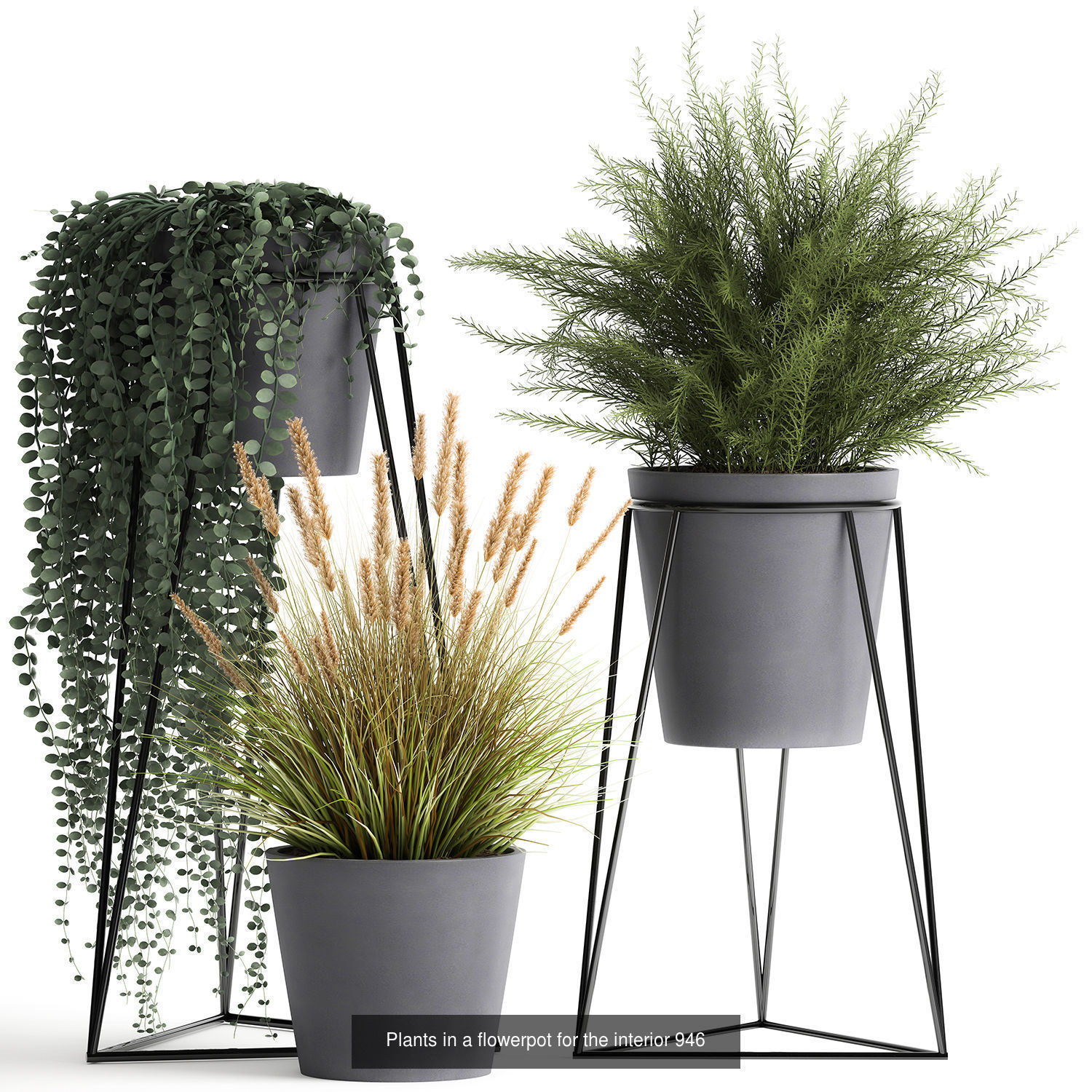 Collection of plants in pots for street and interior decor _78