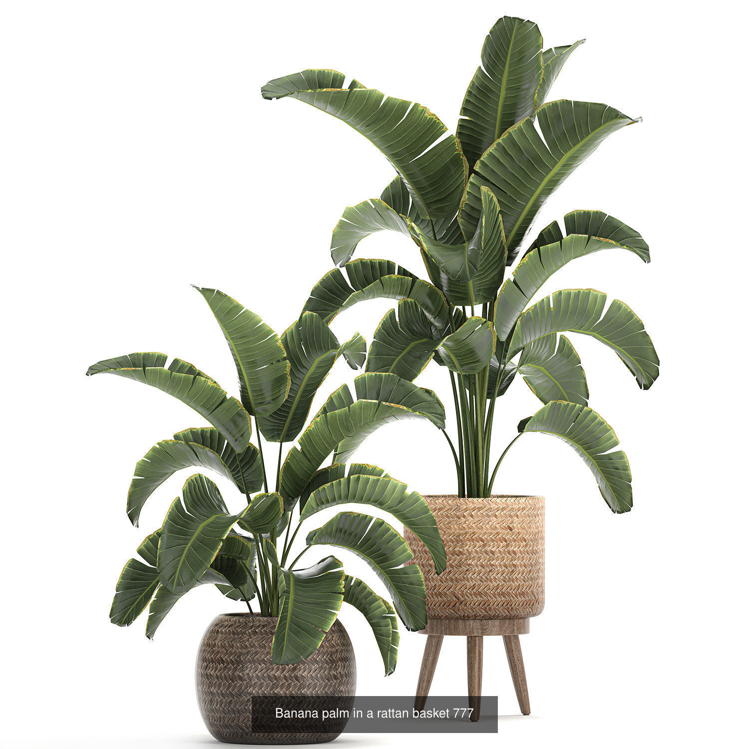 Collection of plants in pots for street and interior decor _64