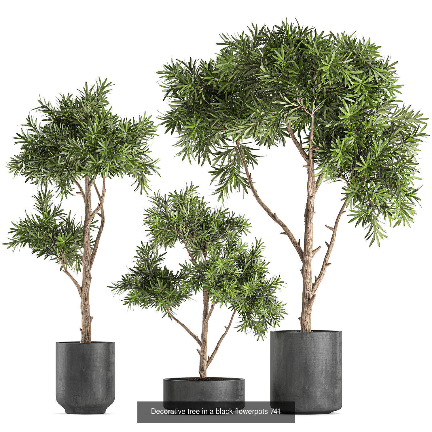 Collection of plants in pots for street and interior decor _57