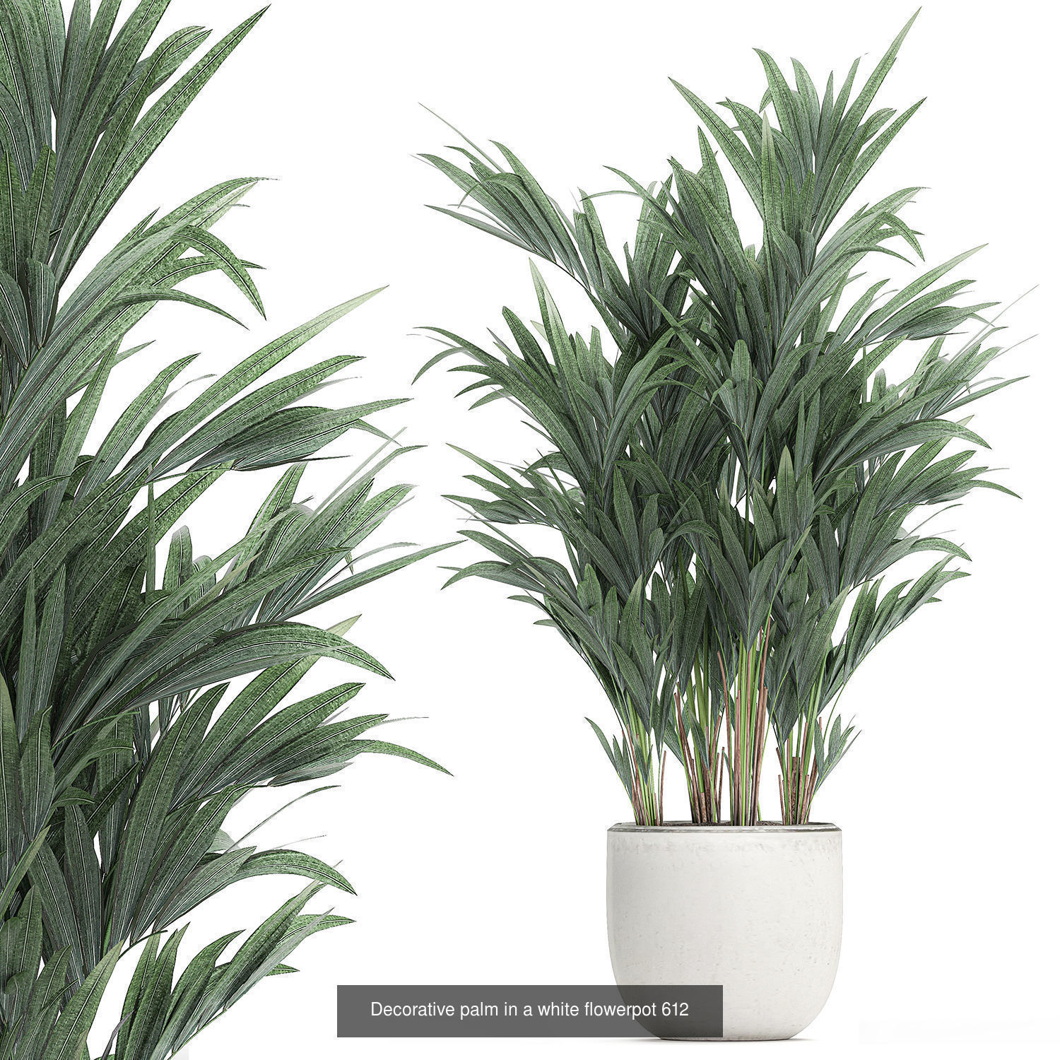 Collection of plants in pots for street and interior decor _47