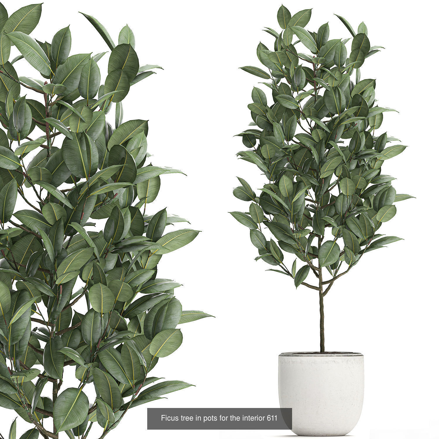 Collection of plants in pots for street and interior decor _46