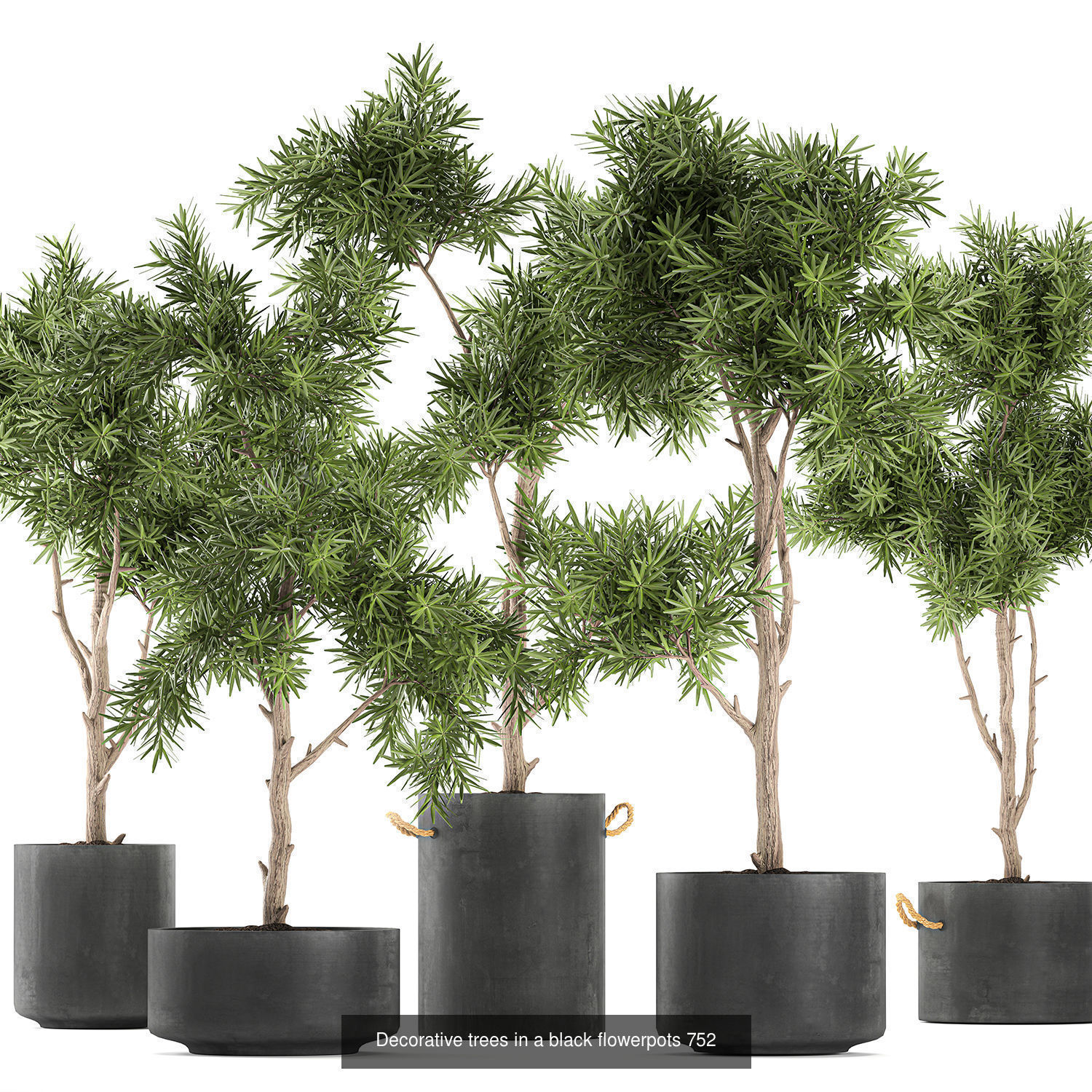 Collection of plants in pots for street and interior decor _61