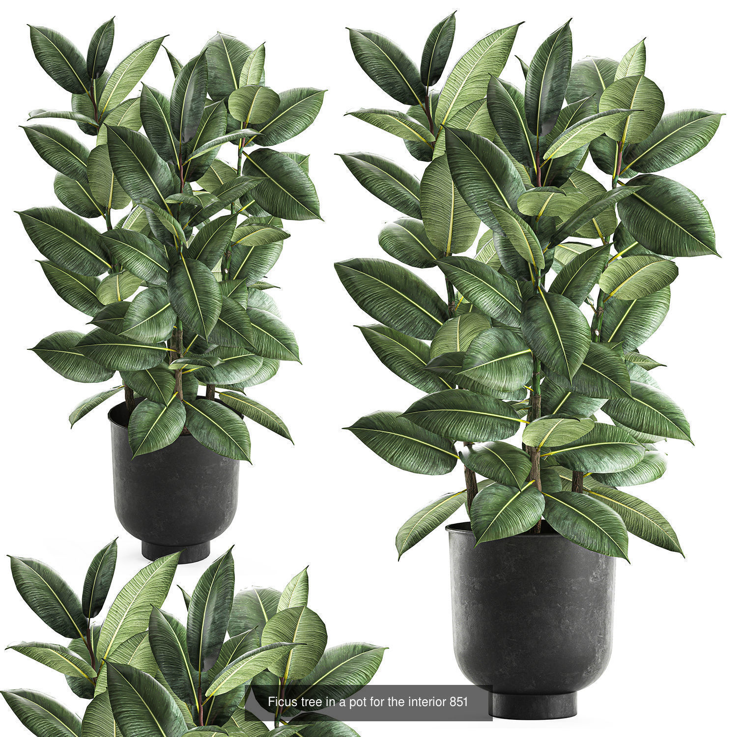 Collection of plants in pots for street and interior decor _72