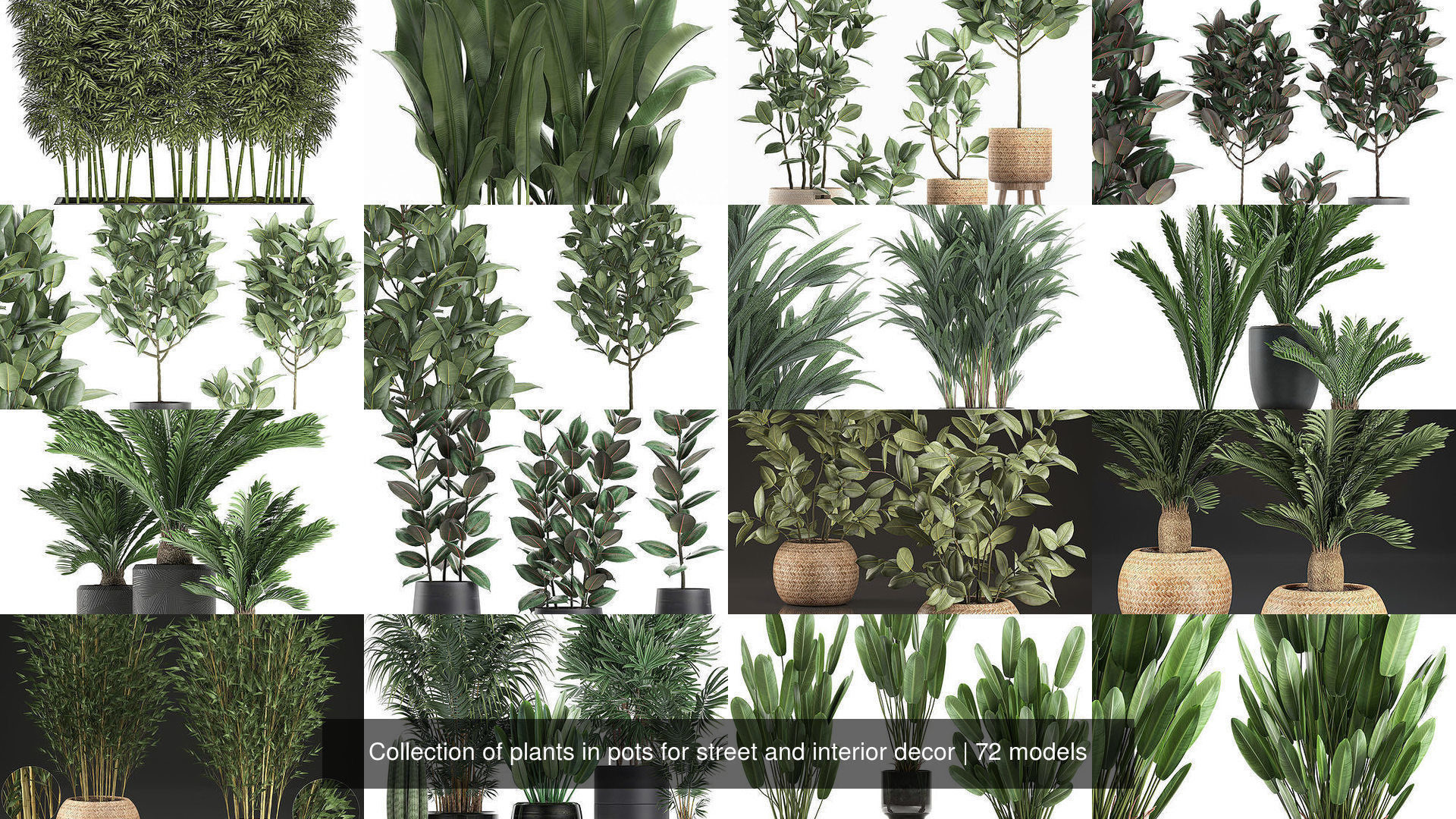 Collection of plants in pots for street and interior decor _5