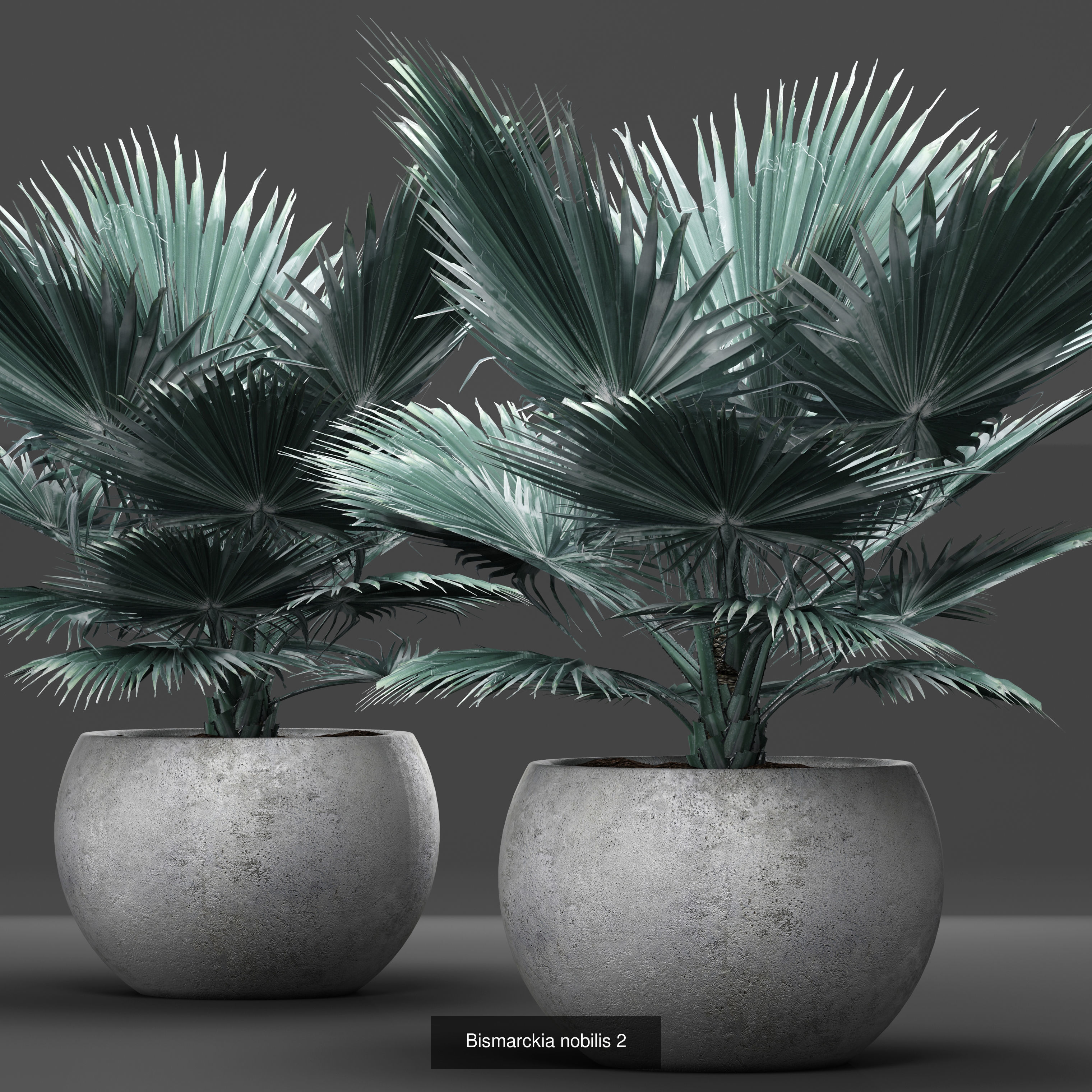 Collection of plants in pots for street and interior decor _15