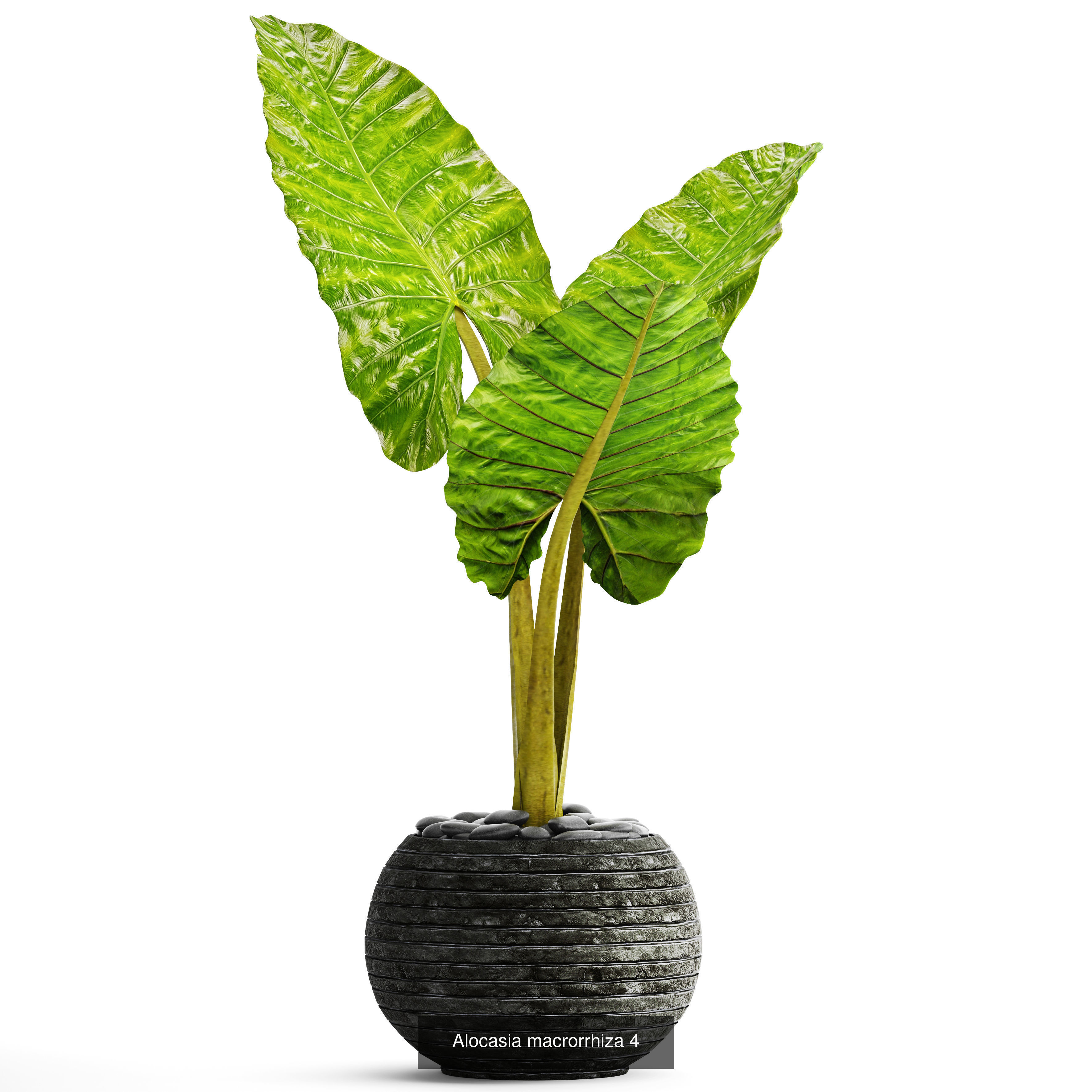 Collection of plants in pots for street and interior decor _19