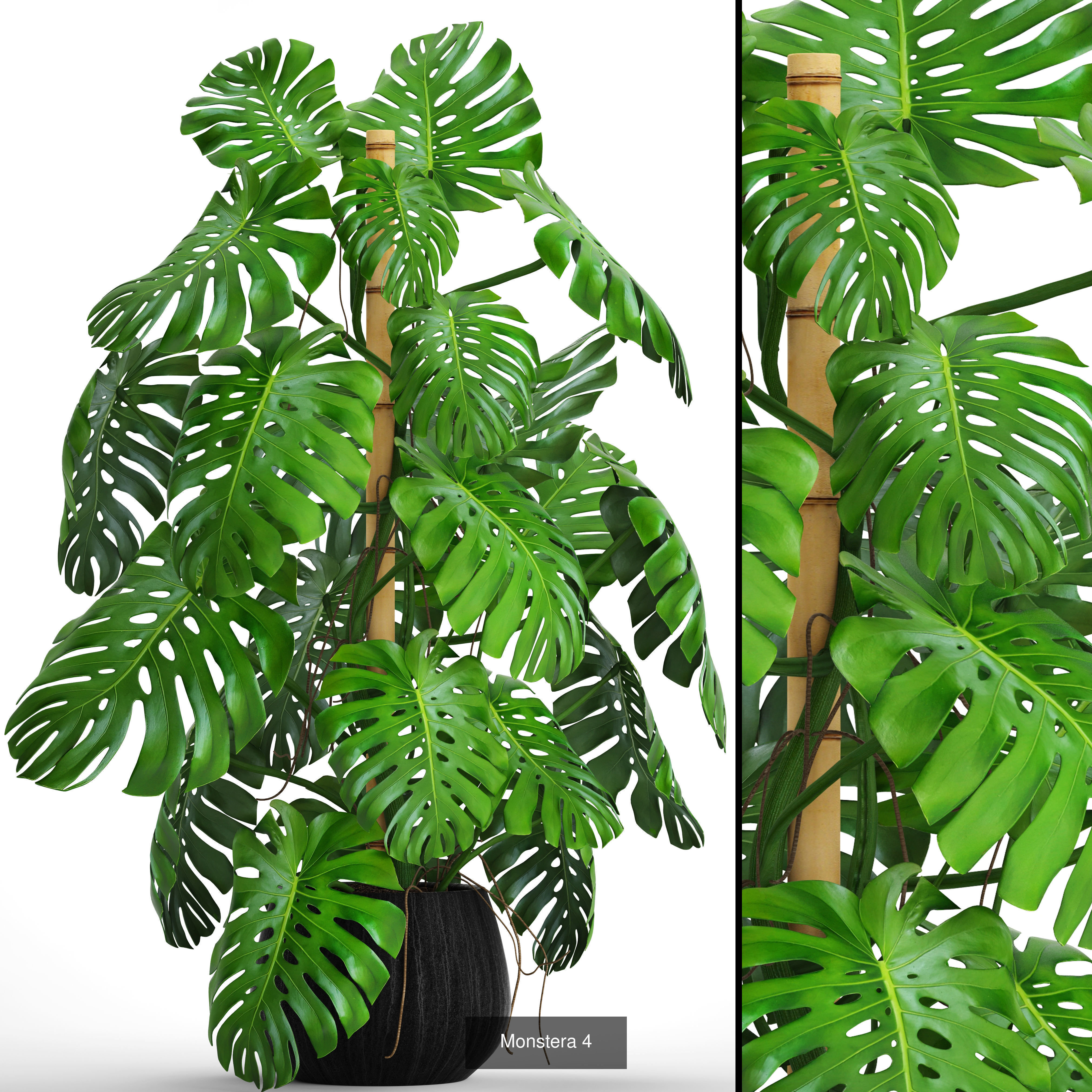 Collection of plants in pots for street and interior decor _24