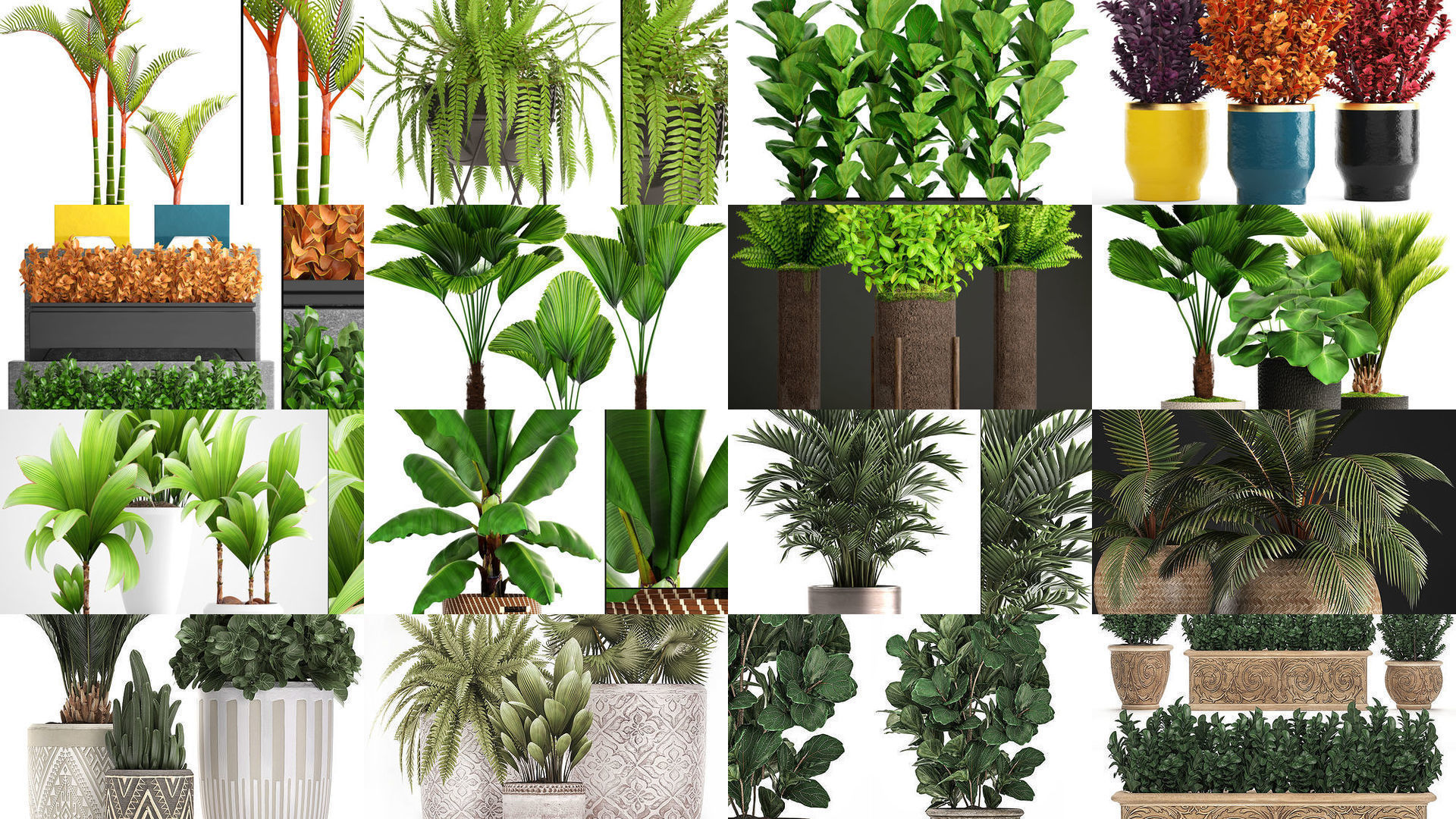 Collection of plants in pots for street and interior decor _4