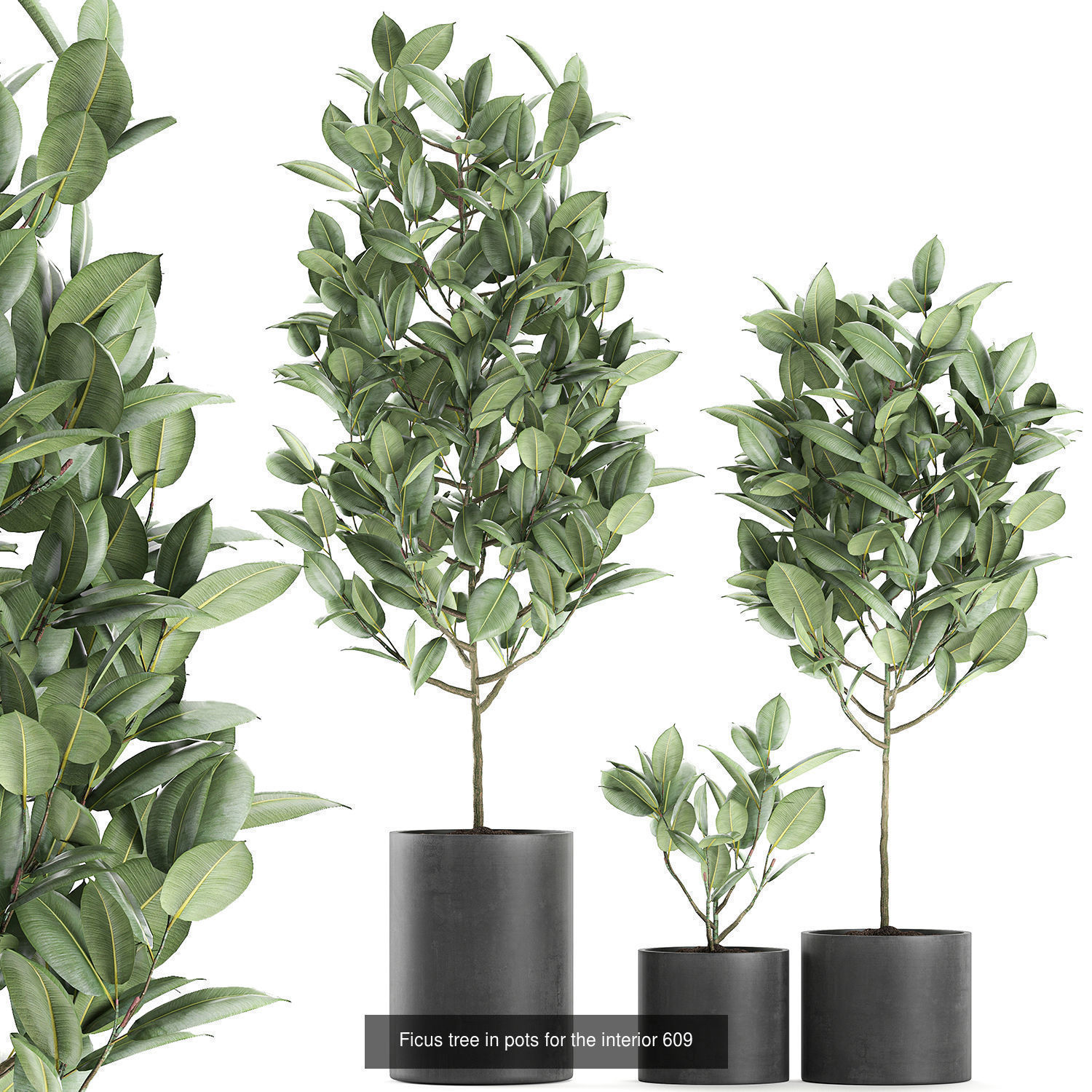 Collection of plants in pots for street and interior decor _45