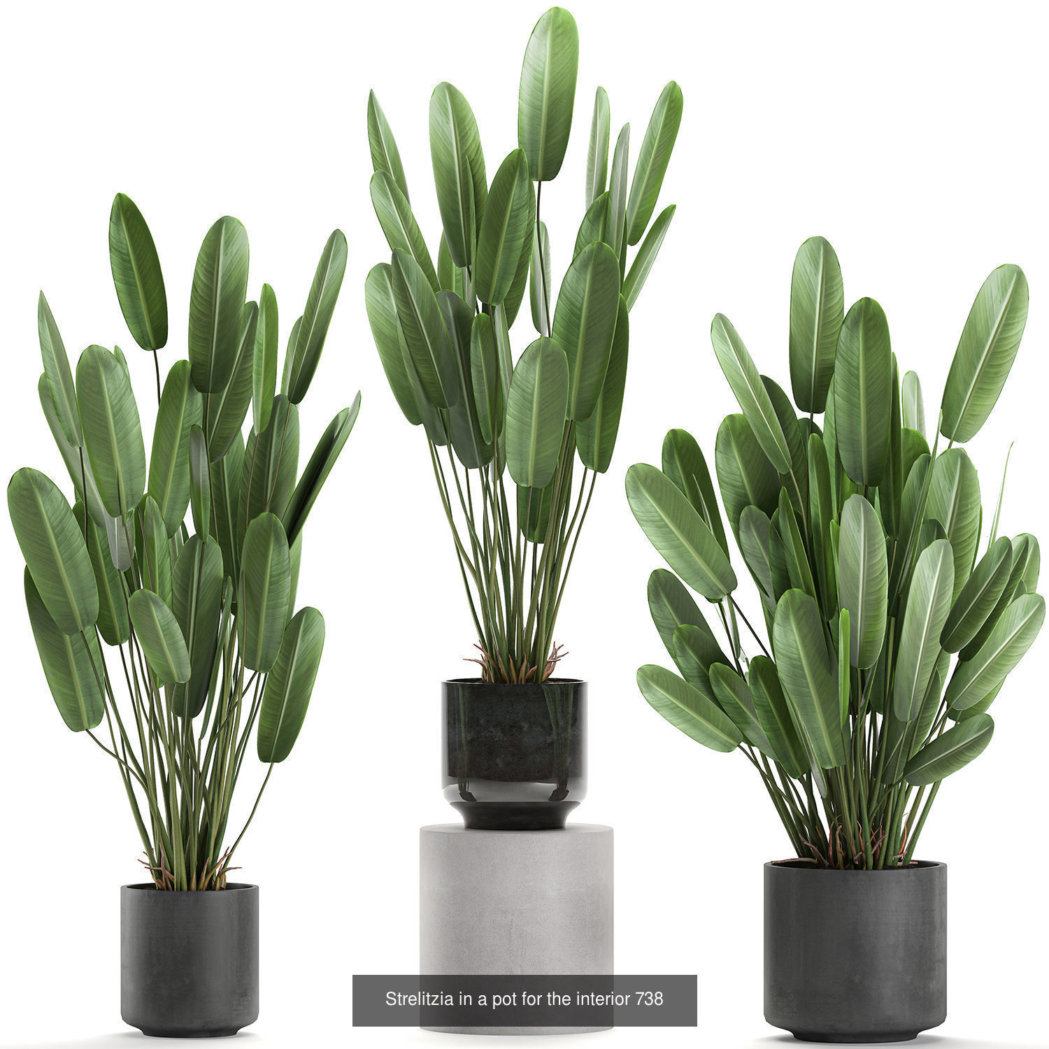 Collection of plants in pots for street and interior decor _55