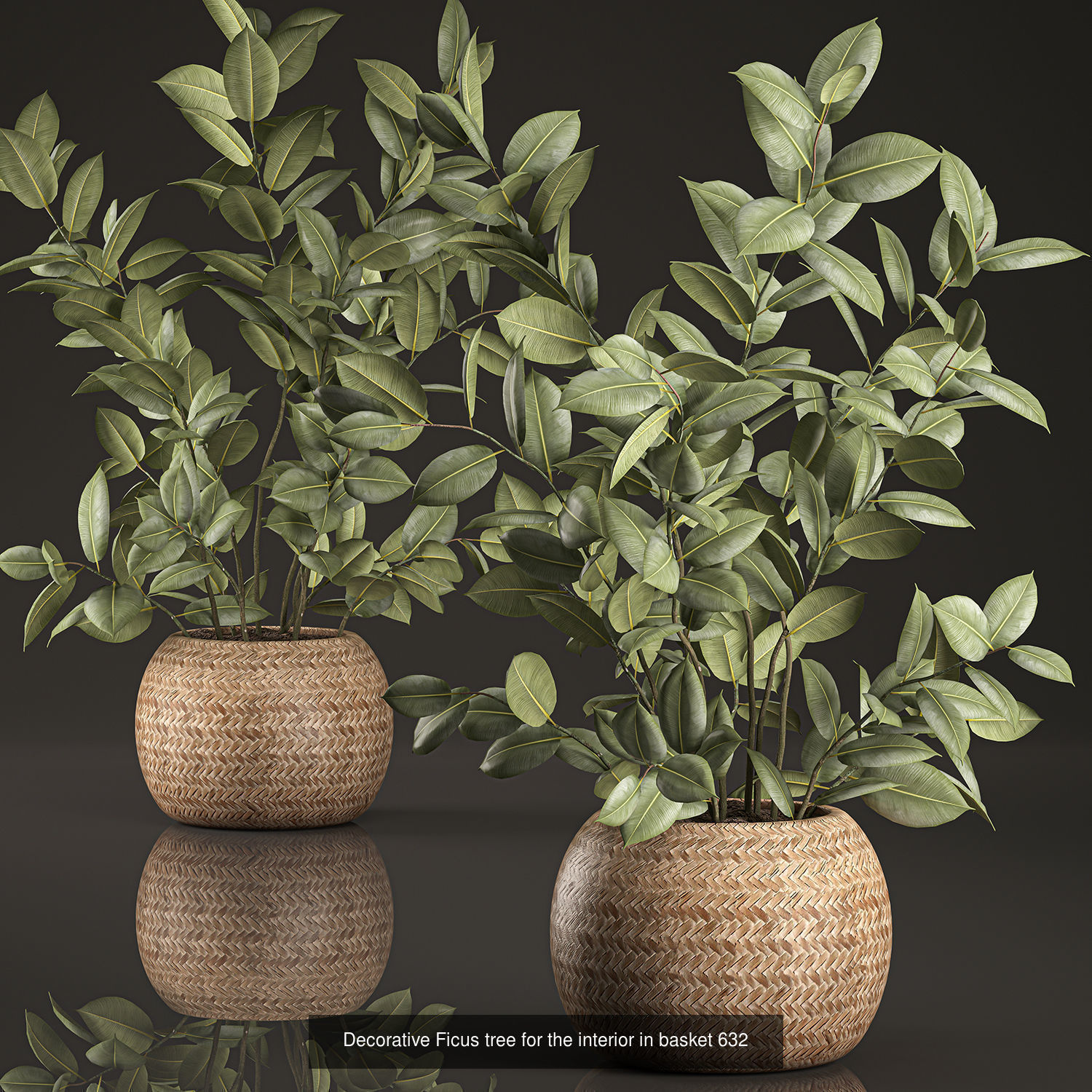 Collection of plants in pots for street and interior decor _51