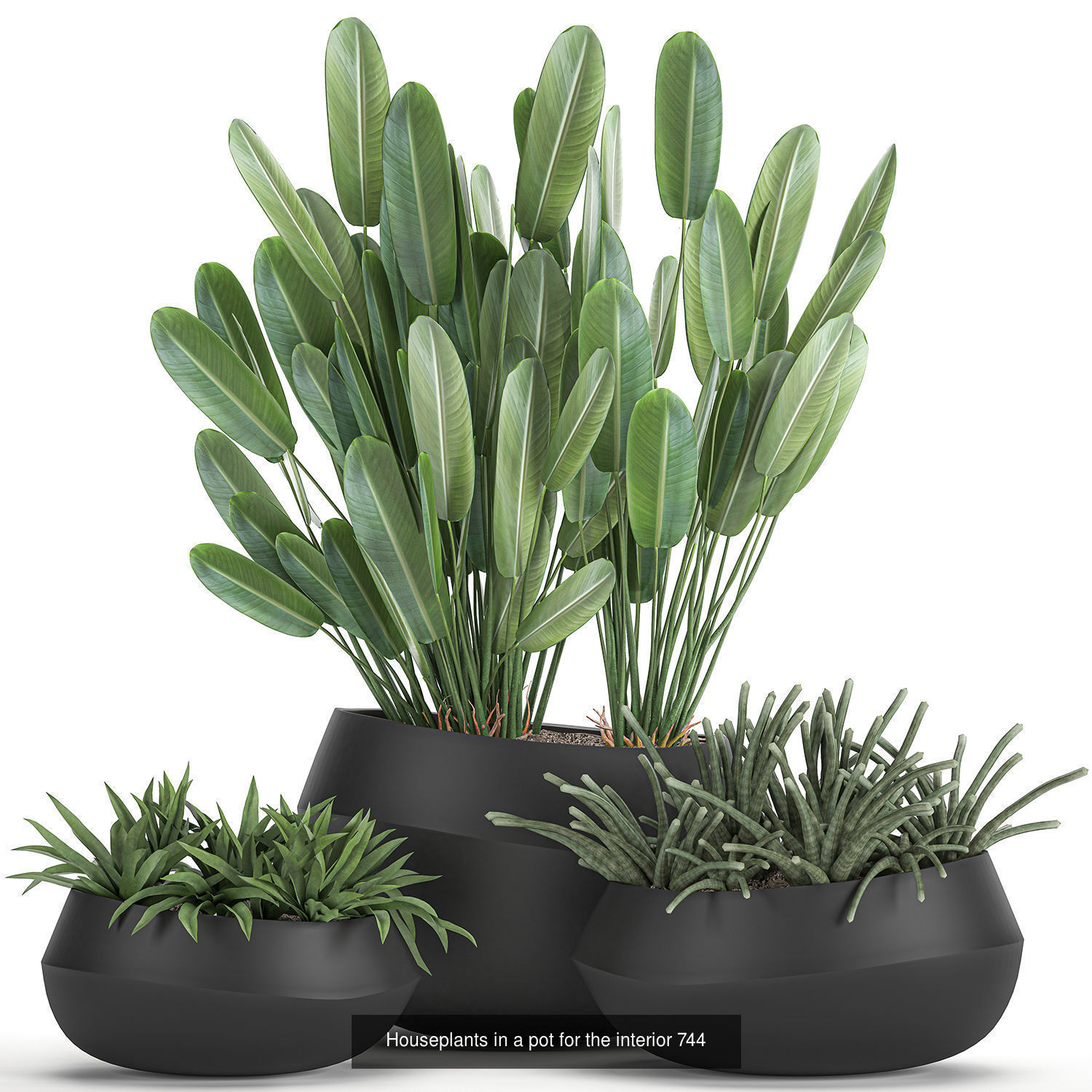Collection of plants in pots for street and interior decor _60