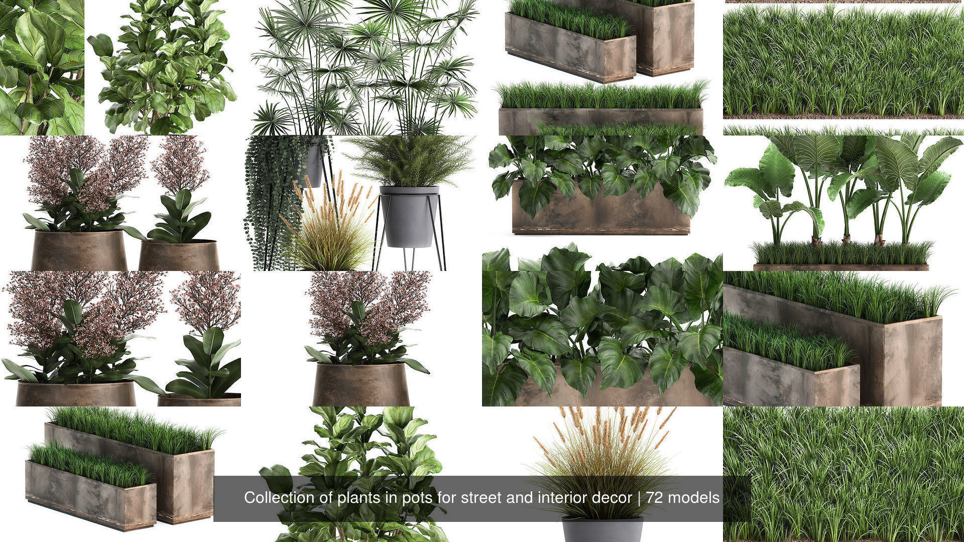 Collection of plants in pots for street and interior decor _8