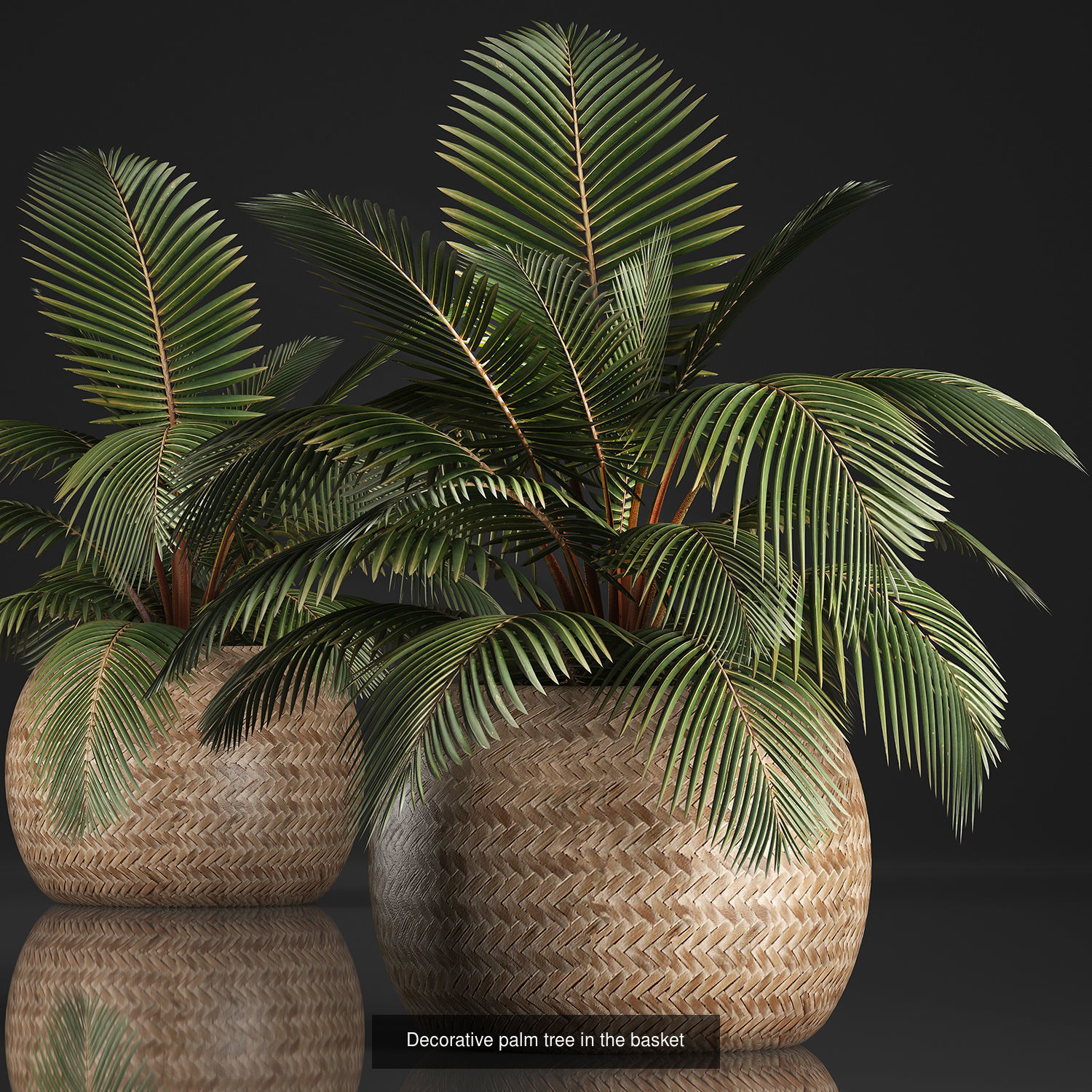 Collection of plants in pots for street and interior decor _36