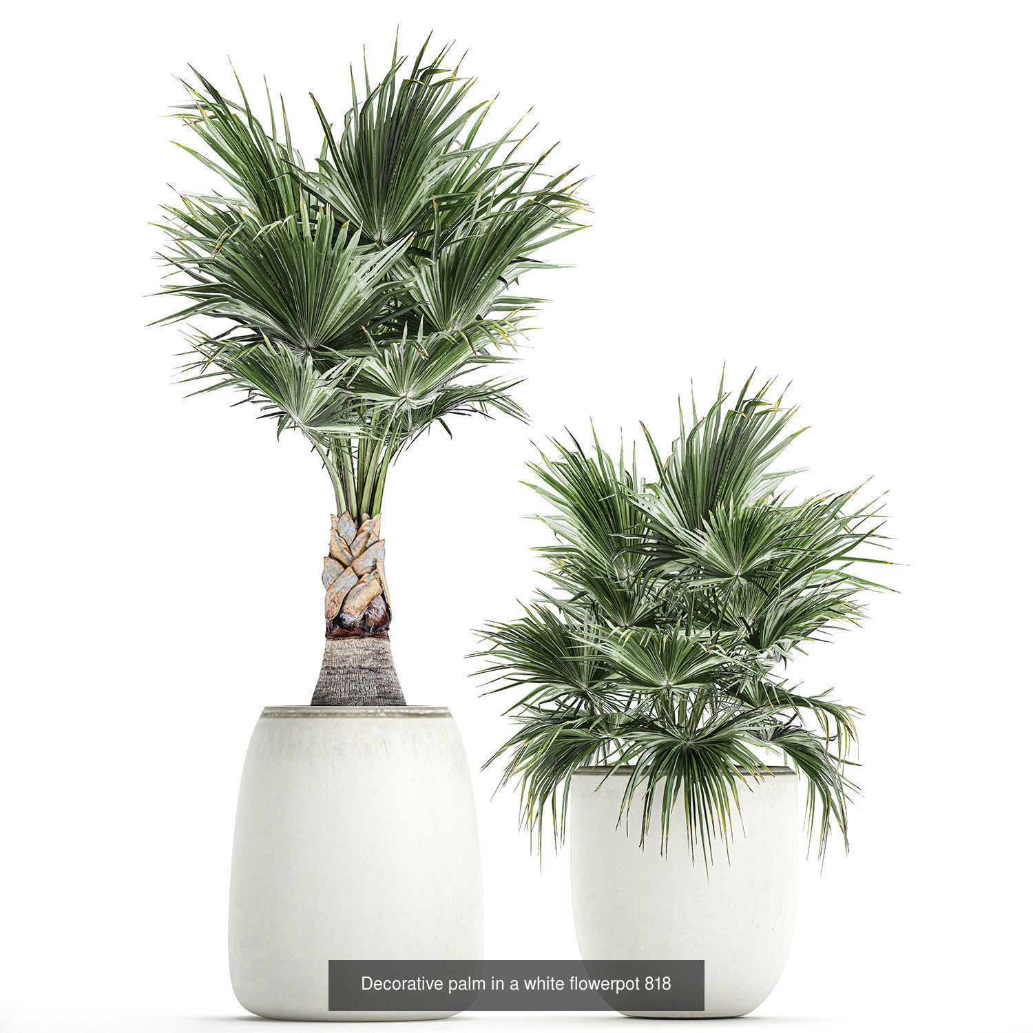 Collection of plants in pots for street and interior decor _65