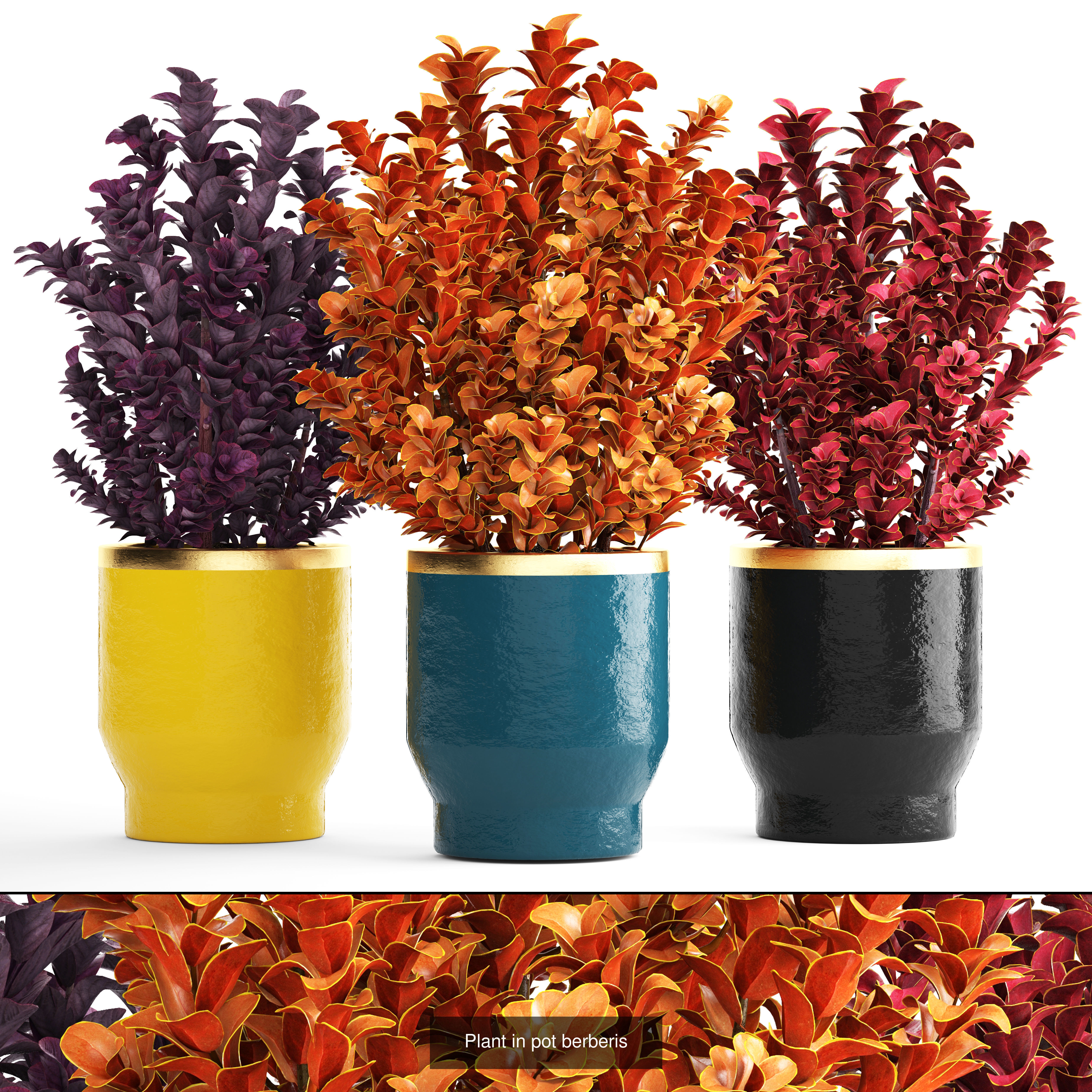 Collection of plants in pots for street and interior decor _28