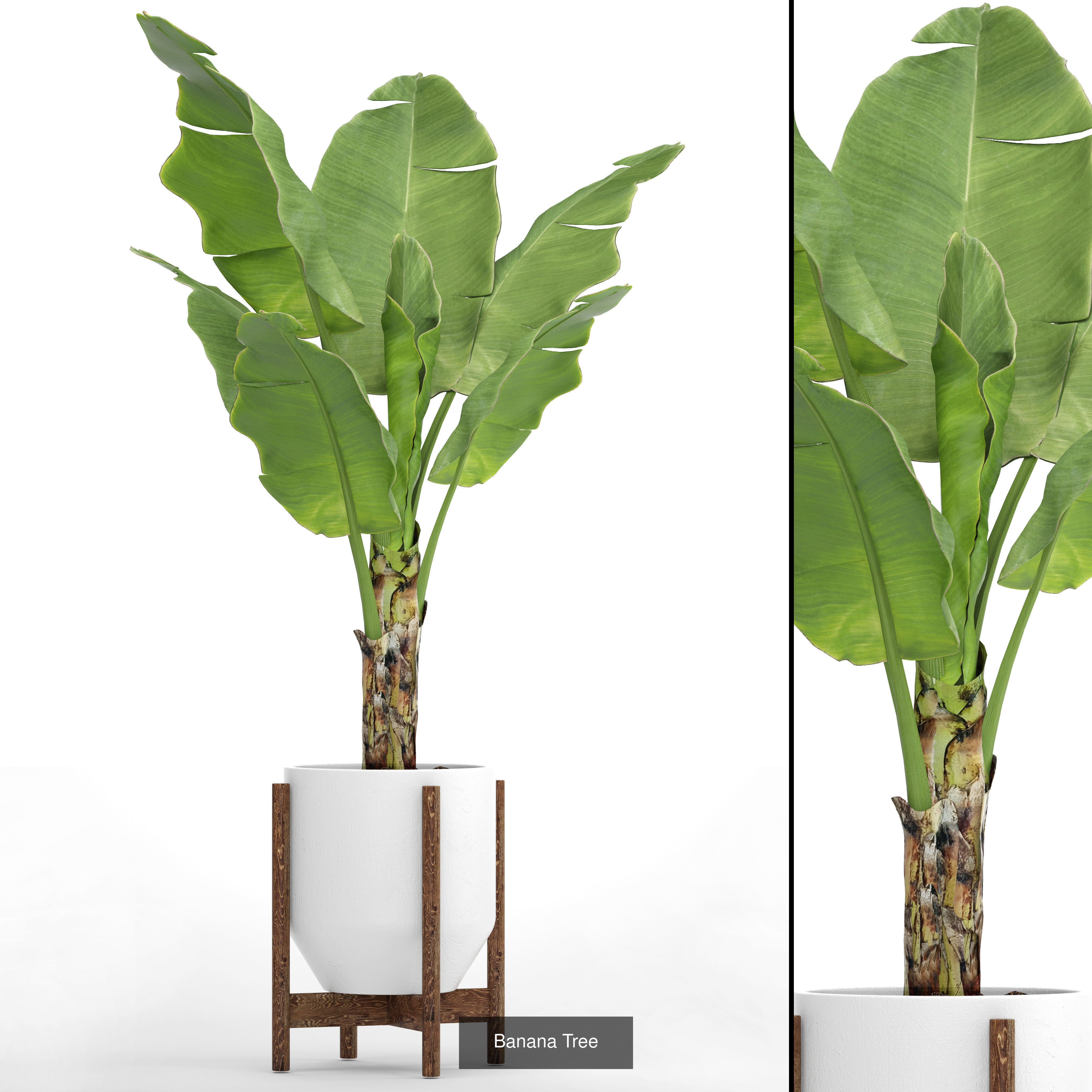 Collection of plants in pots for street and interior decor _22