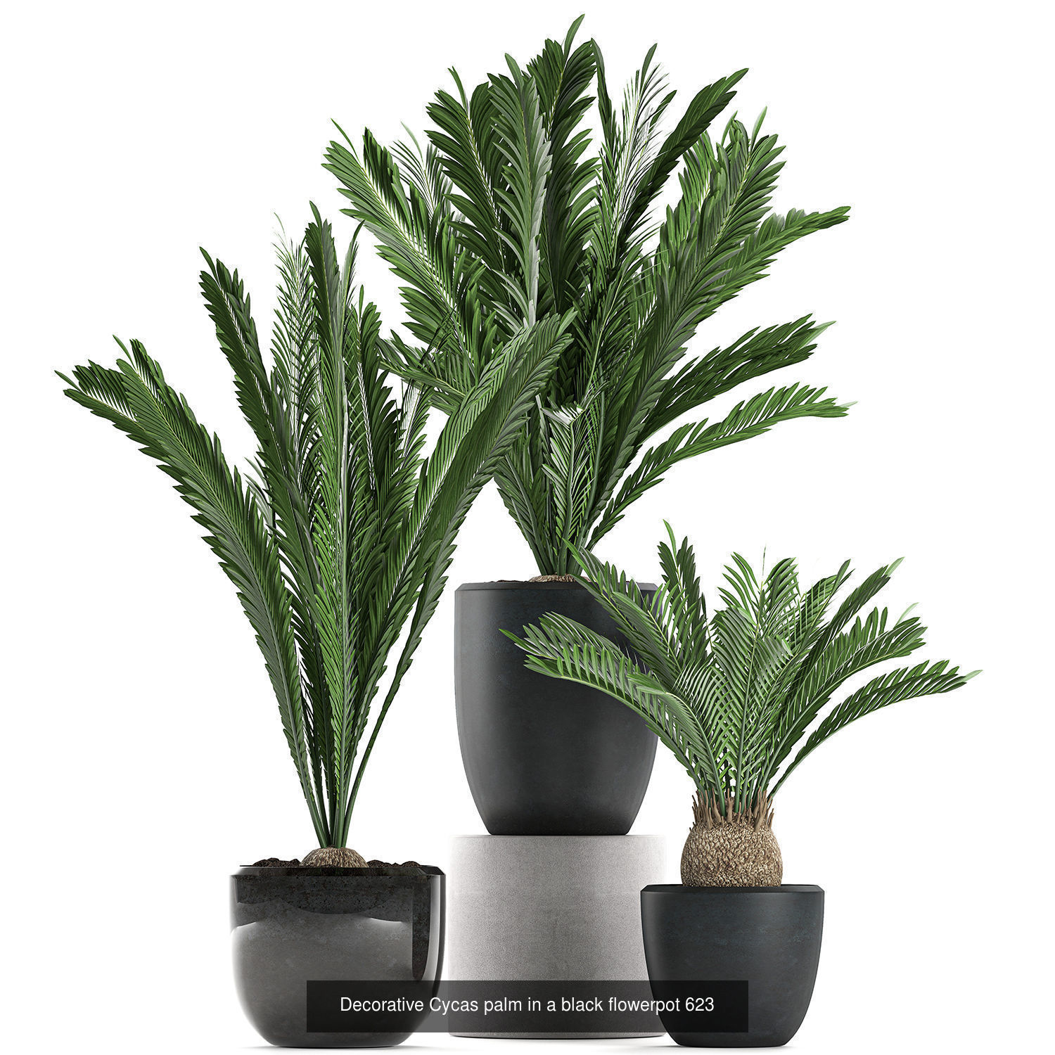 Collection of plants in pots for street and interior decor _48