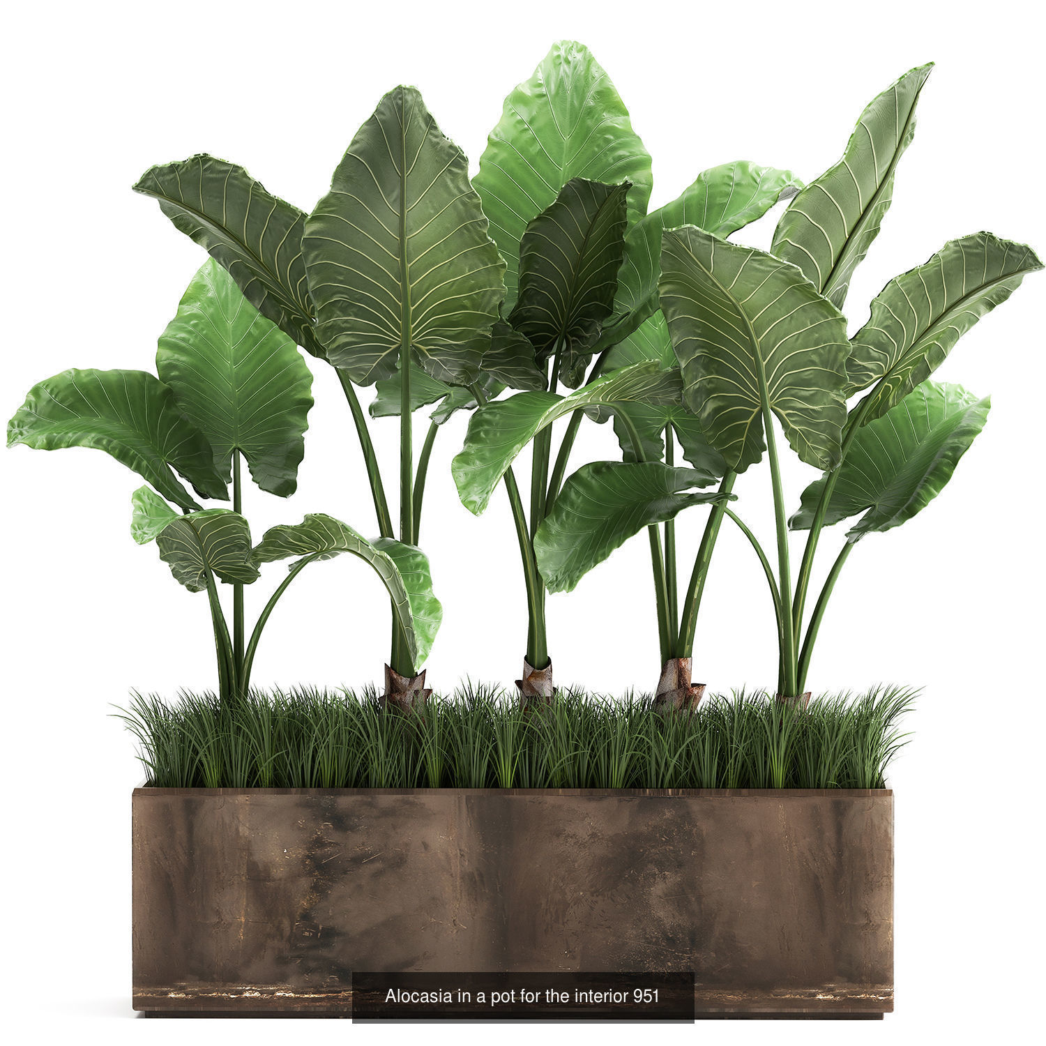 Collection of plants in pots for street and interior decor _80