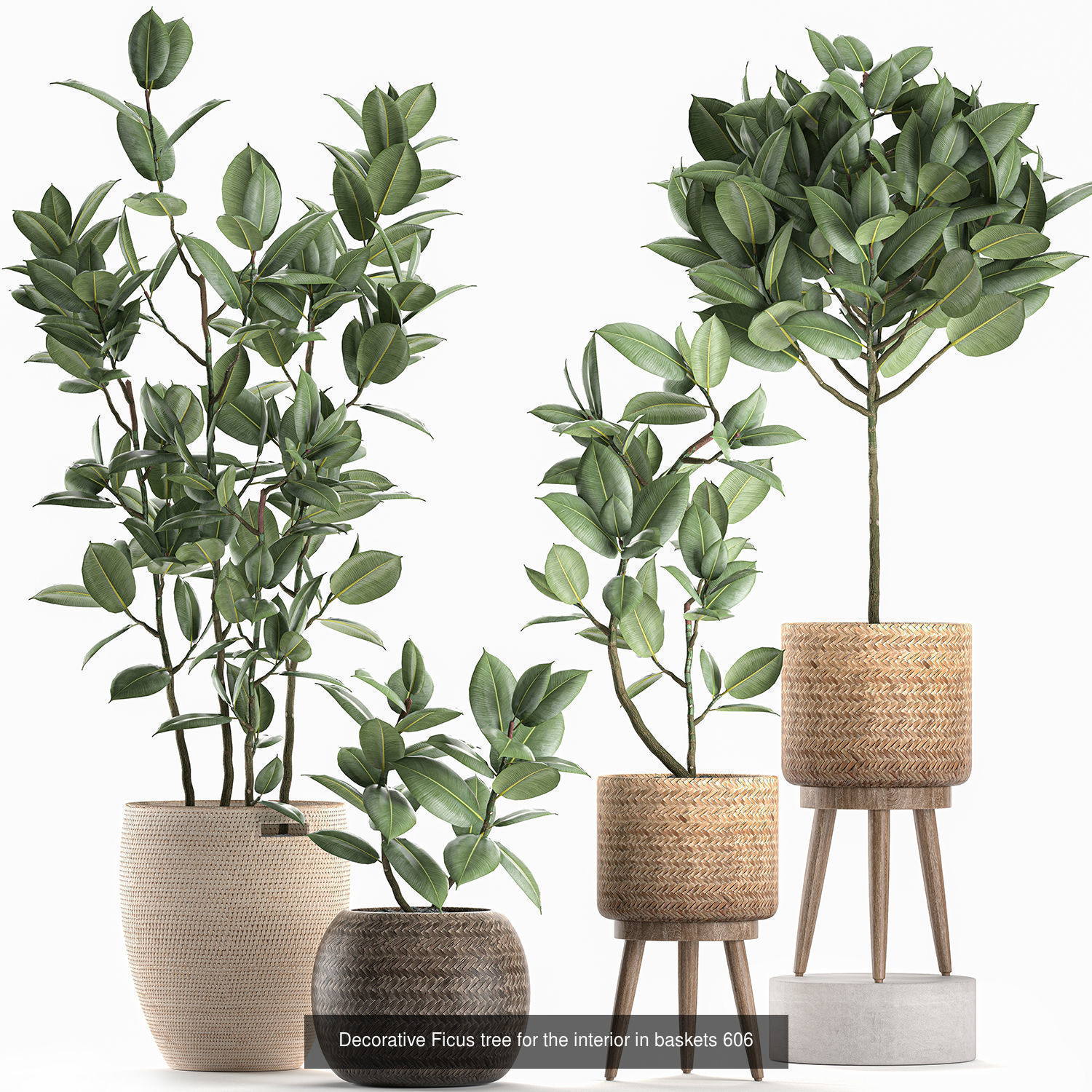 Collection of plants in pots for street and interior decor _43