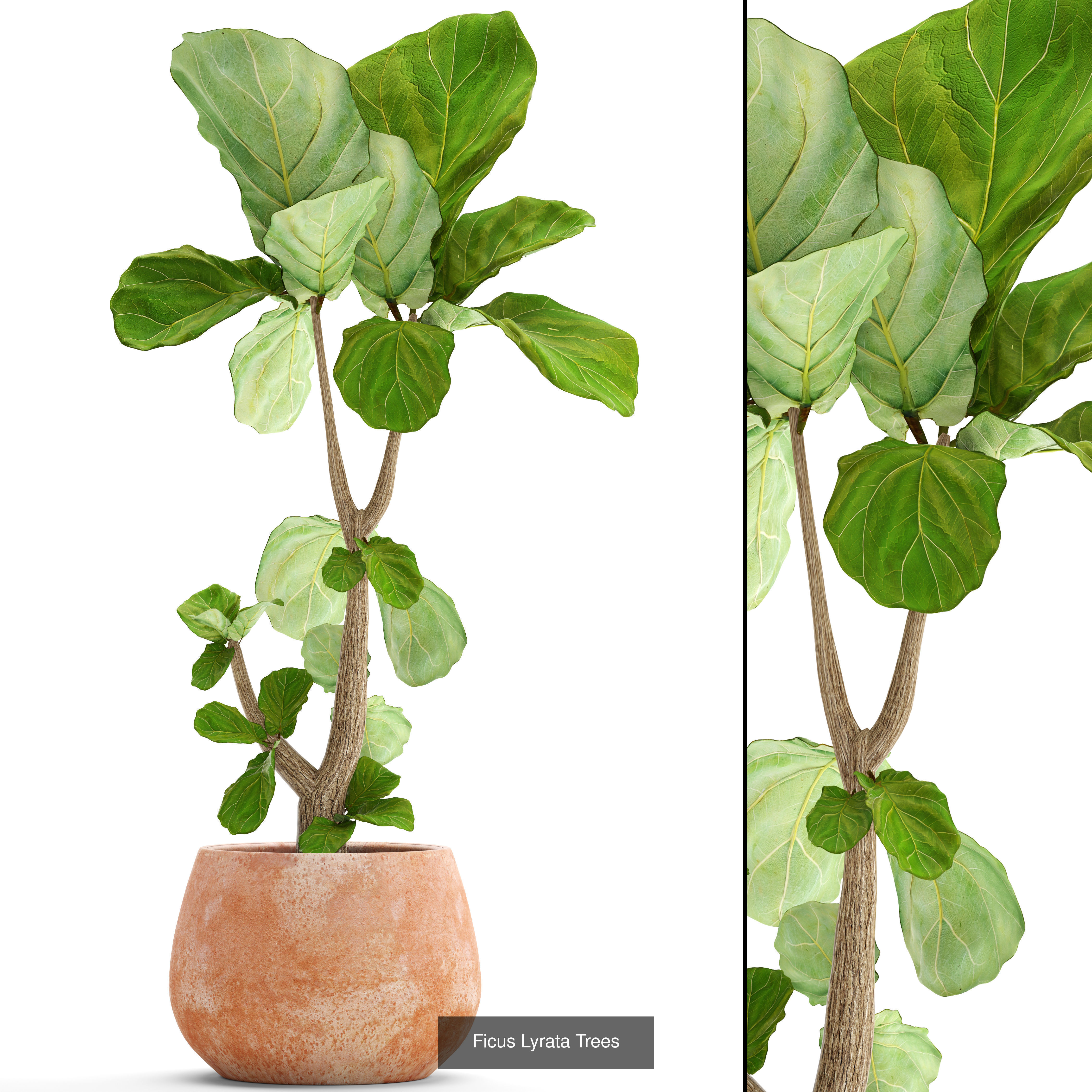 Collection of plants in pots for street and interior decor _23