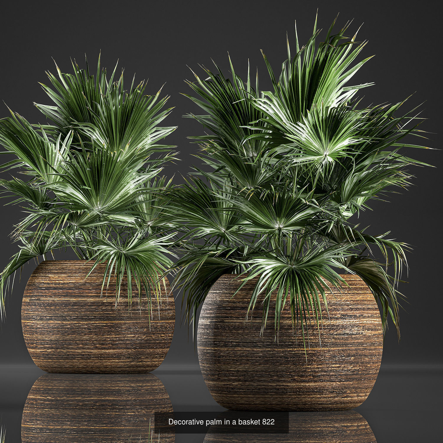 Collection of plants in pots for street and interior decor _67