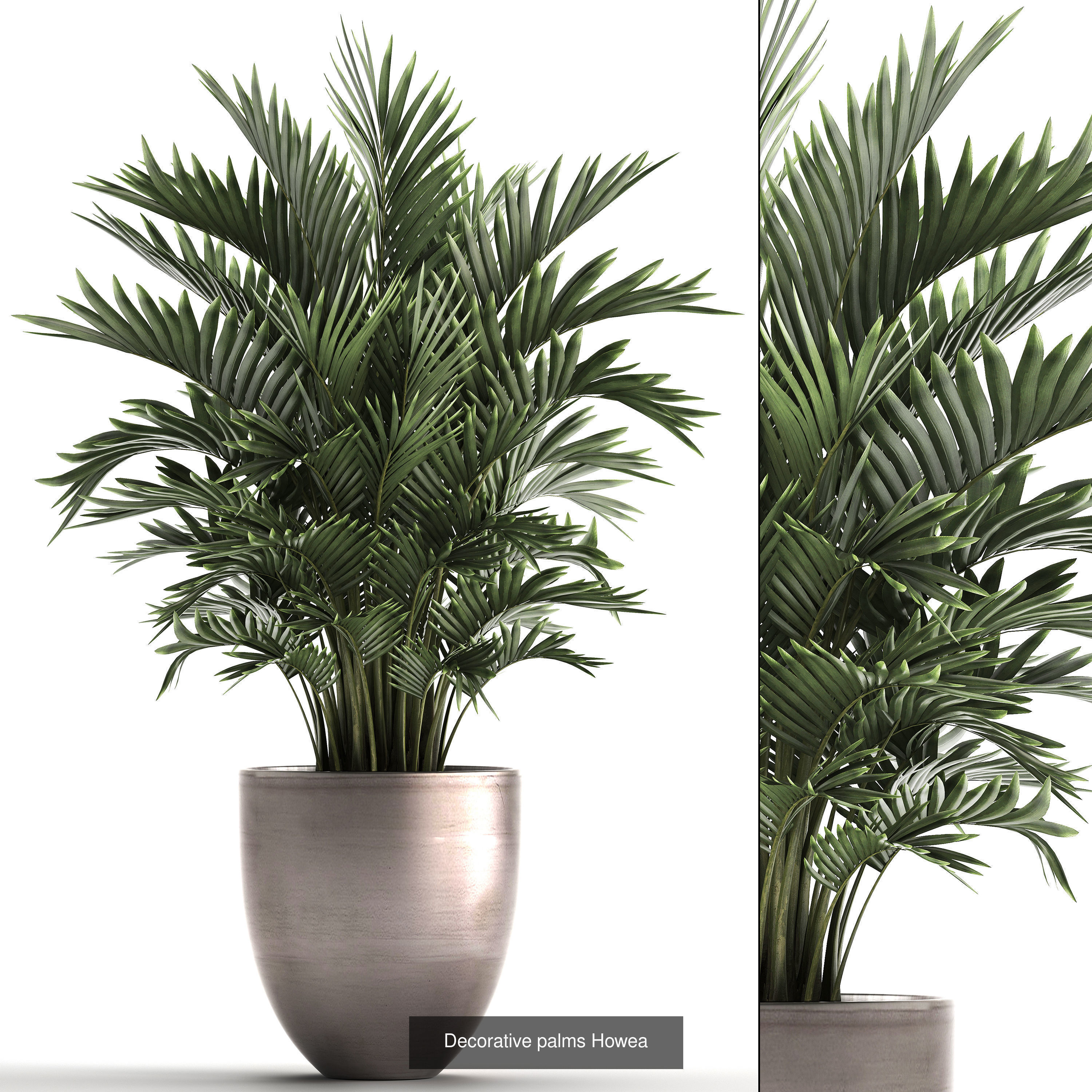 Collection of plants in pots for street and interior decor _35