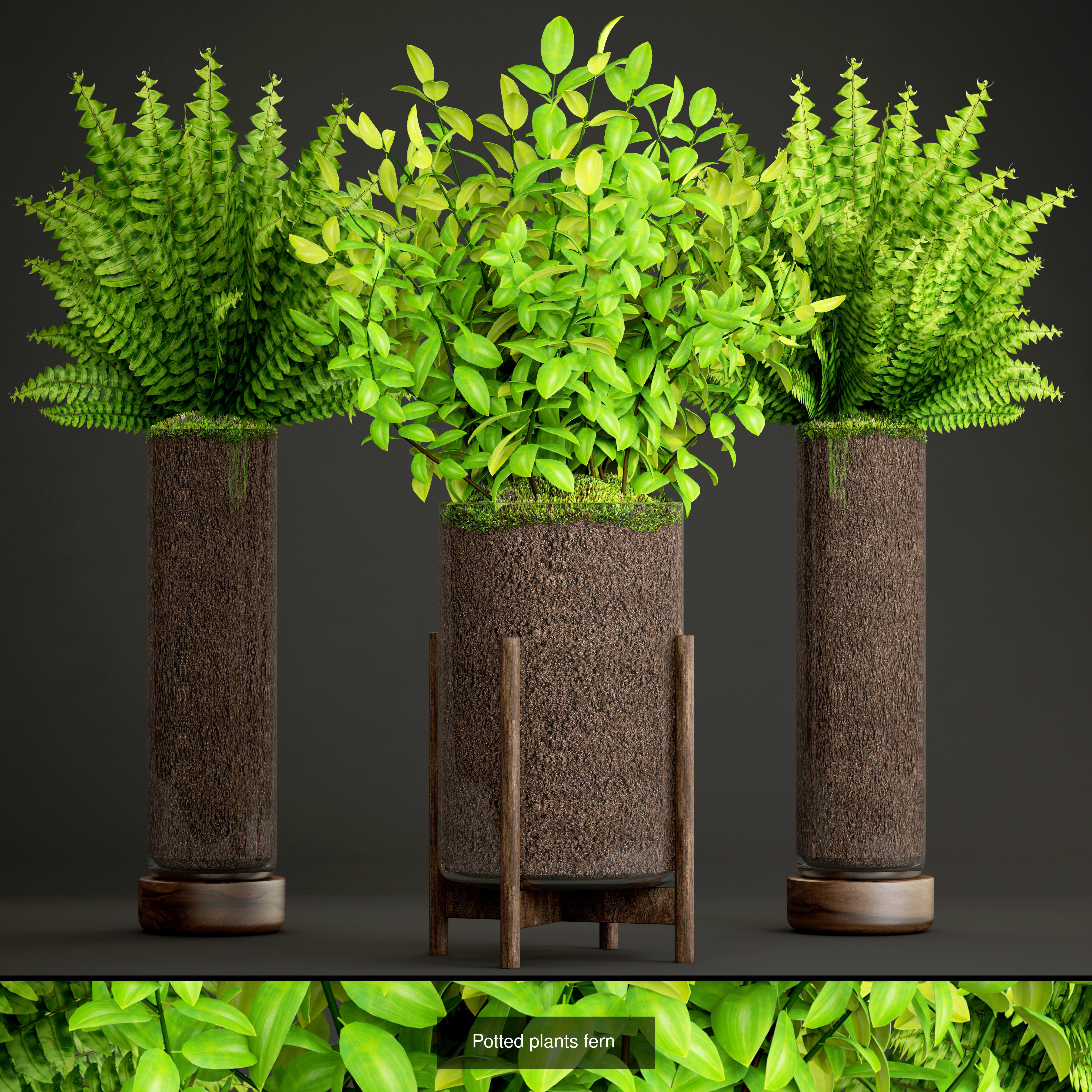 Collection of plants in pots for street and interior decor _31