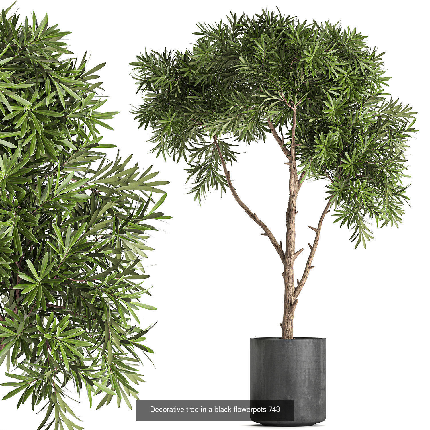 Collection of plants in pots for street and interior decor _59