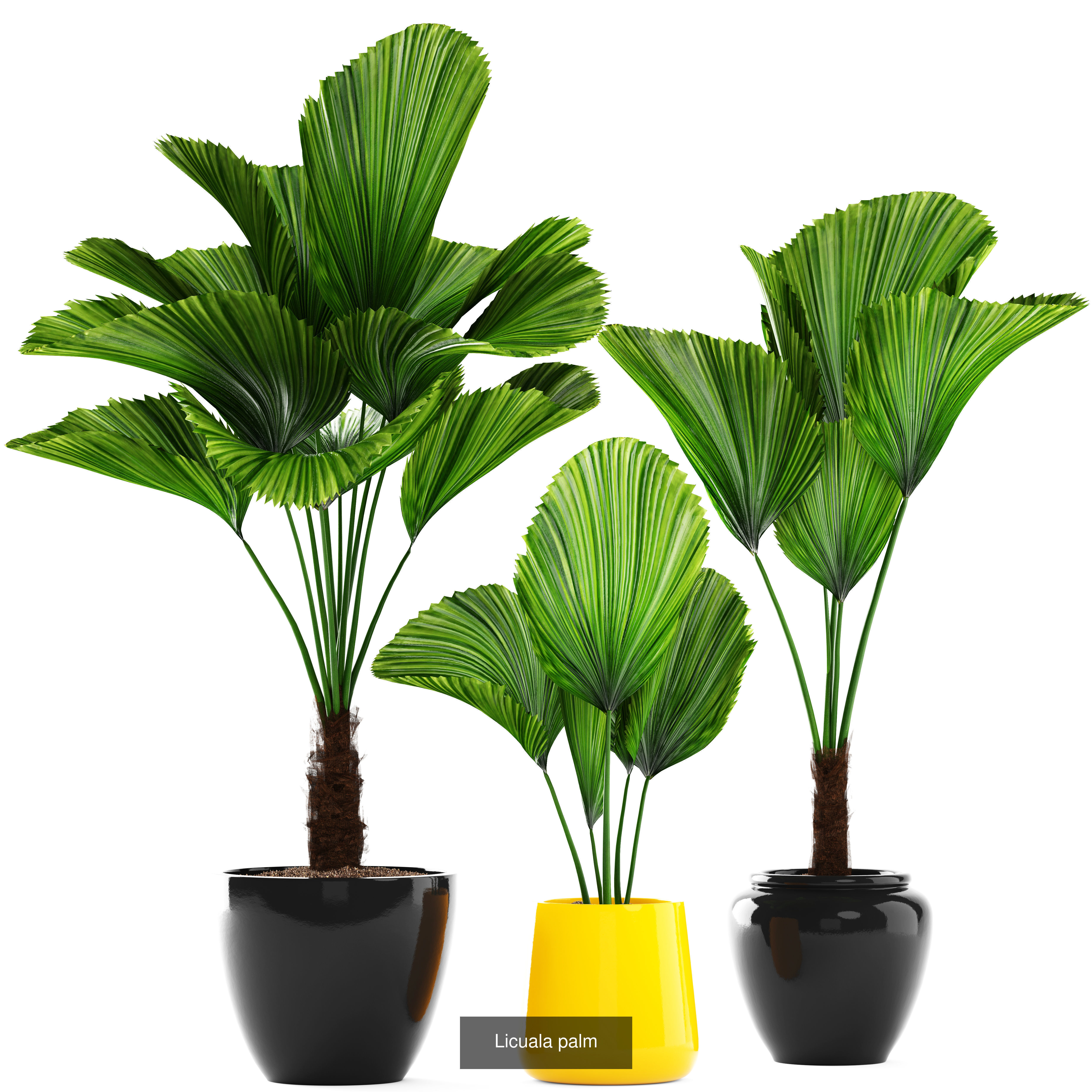 Collection of plants in pots for street and interior decor _30